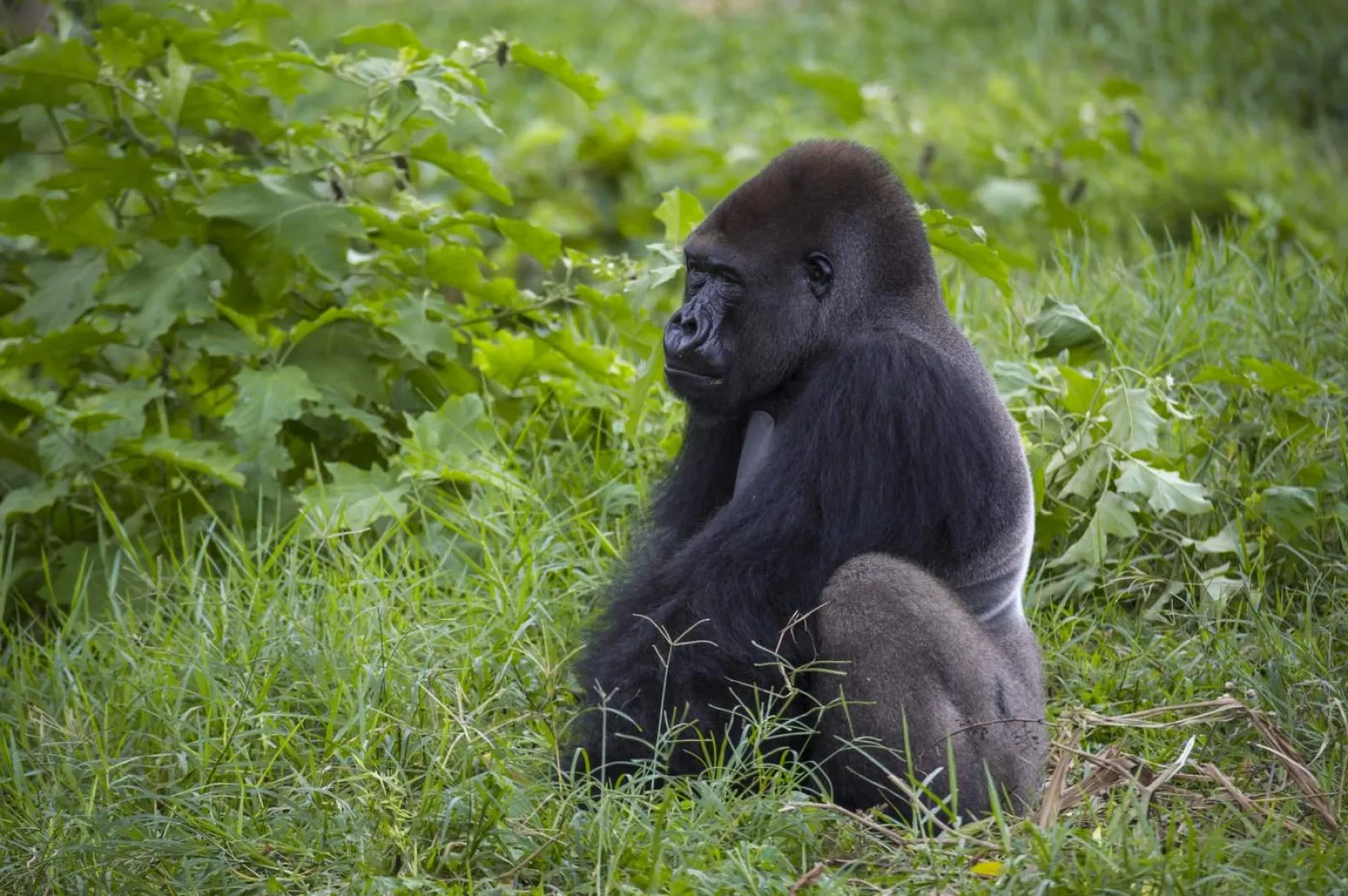 Safari in Uganda