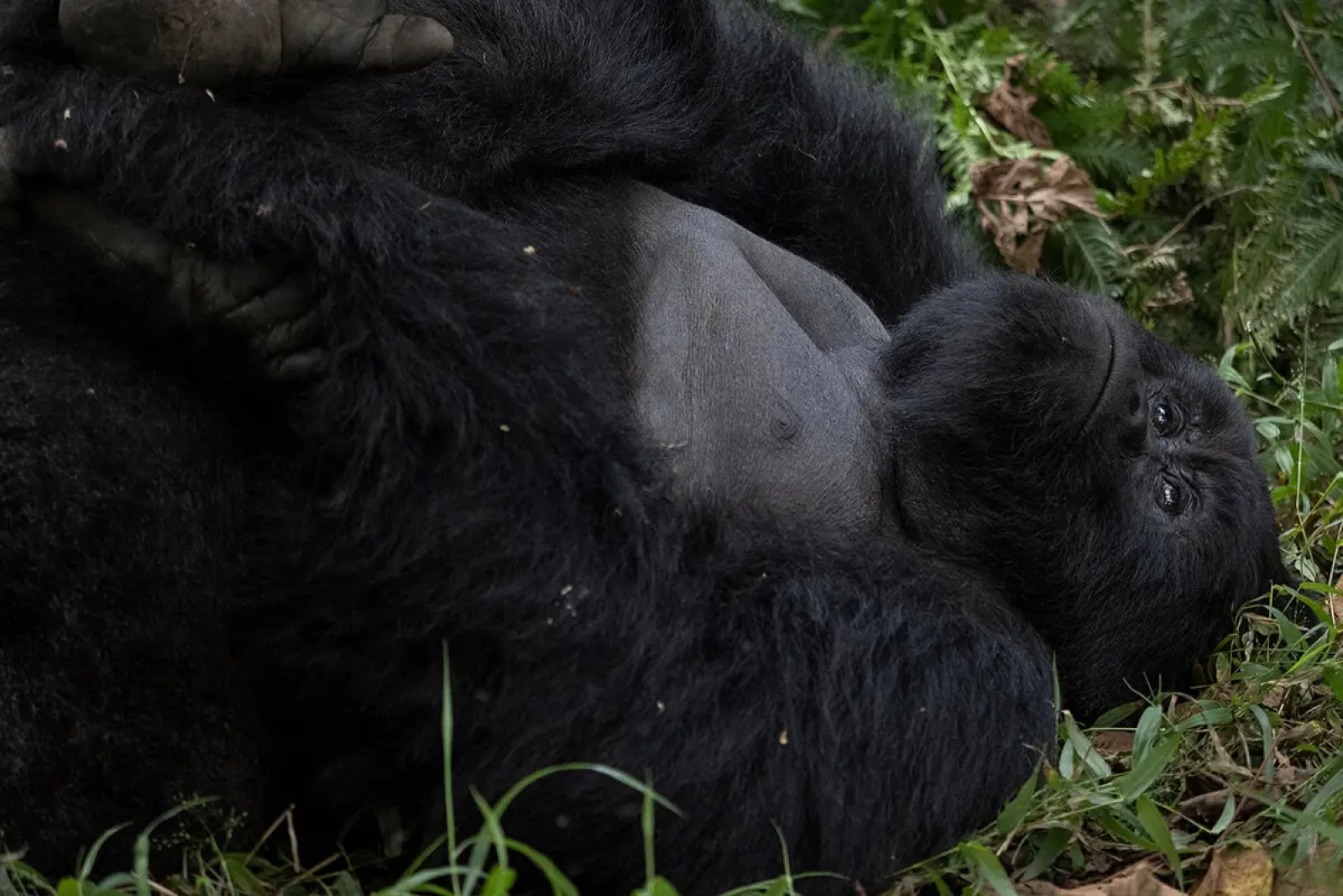 Safari in Uganda