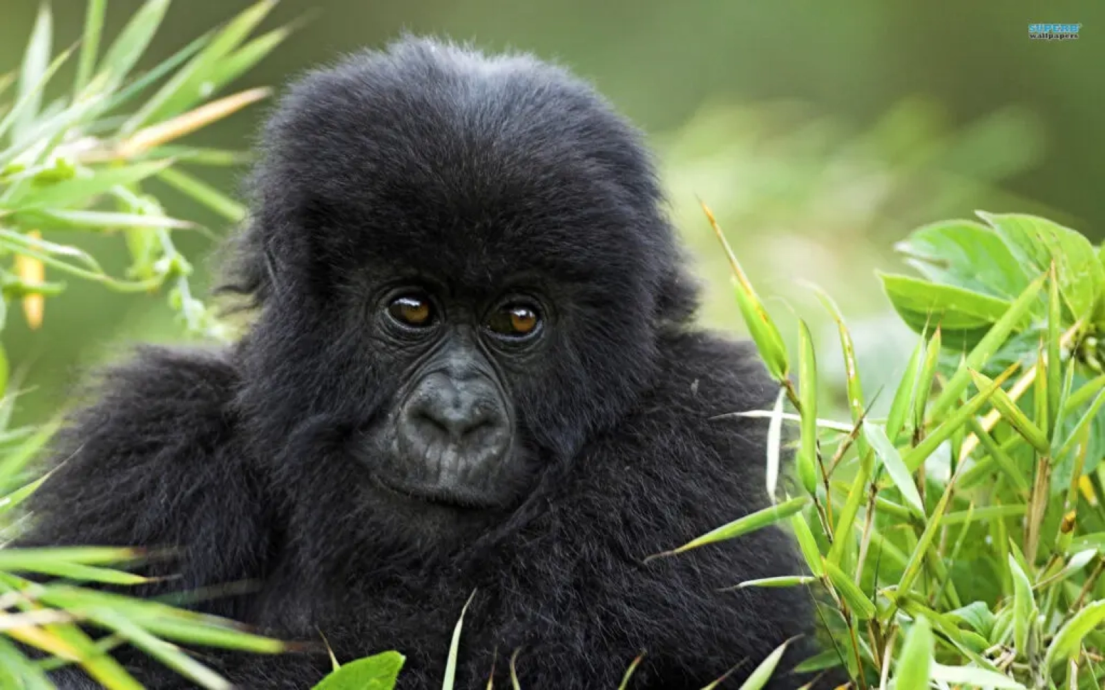 Safari in Uganda