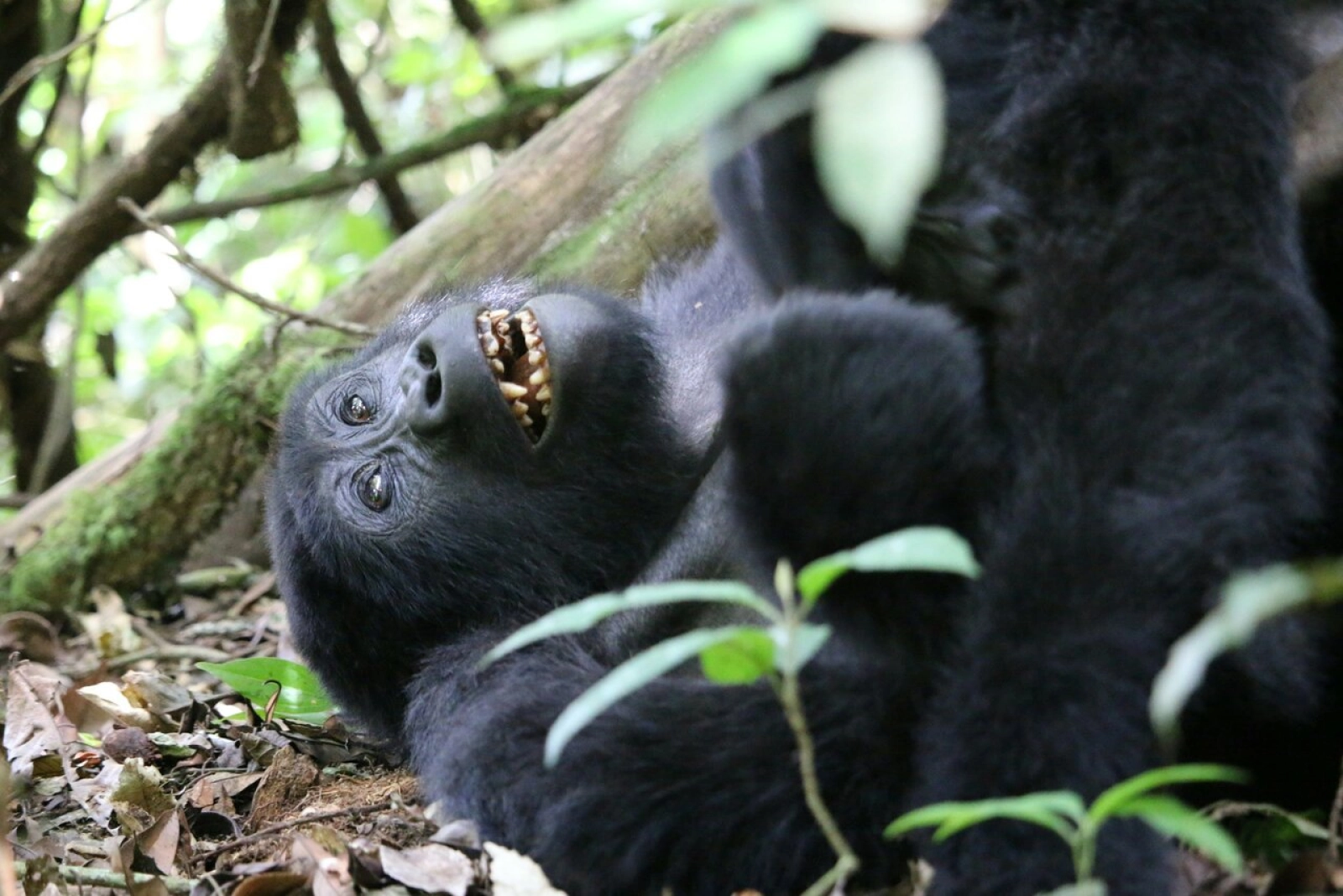 Safari in Uganda