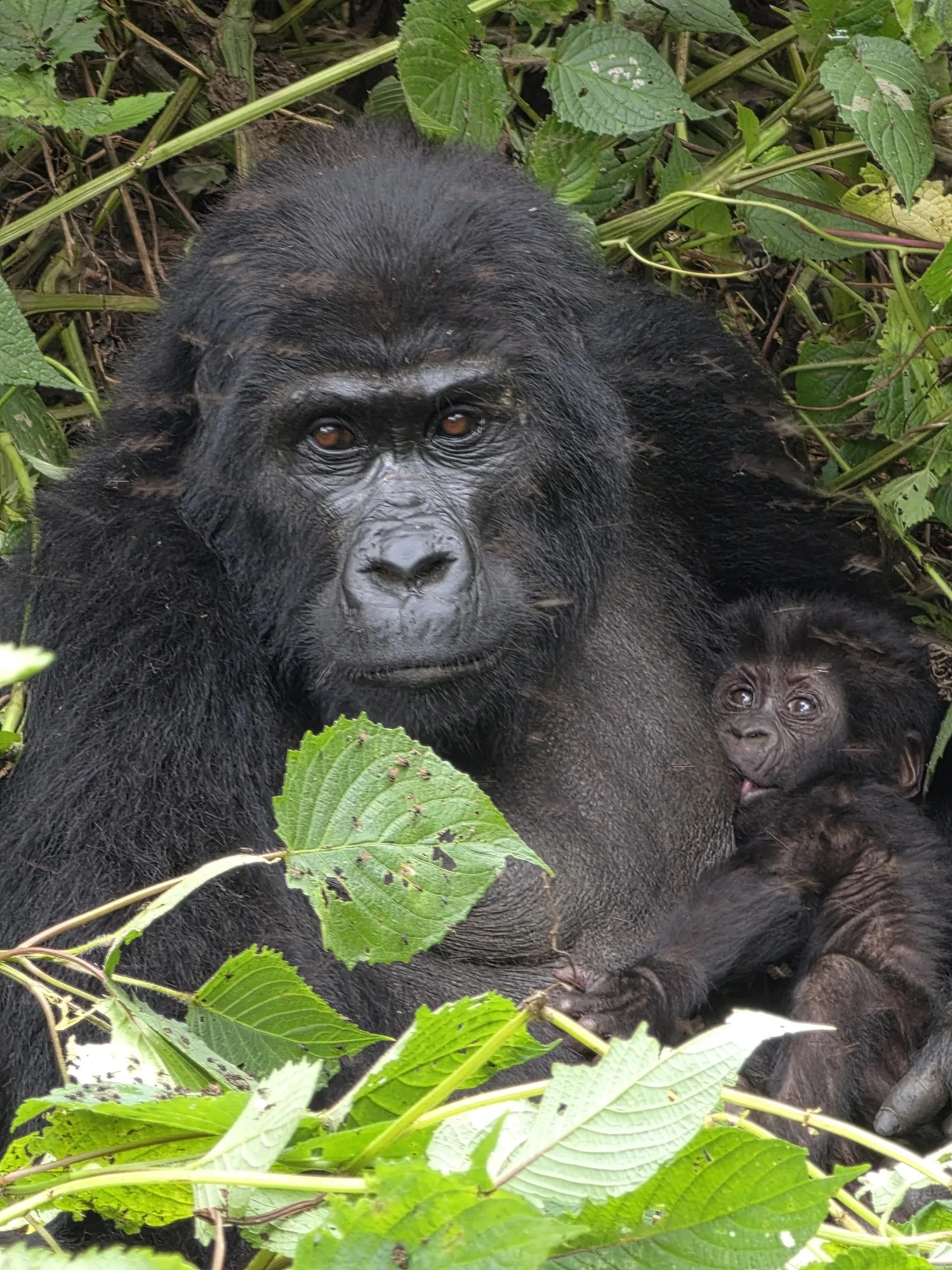 Safari in Uganda