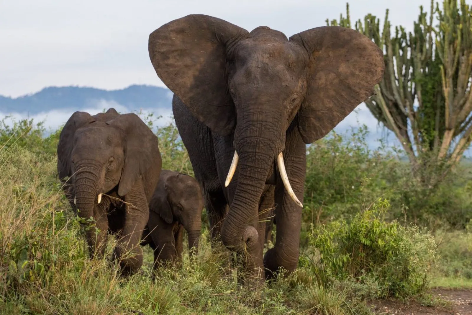 Safari in Uganda