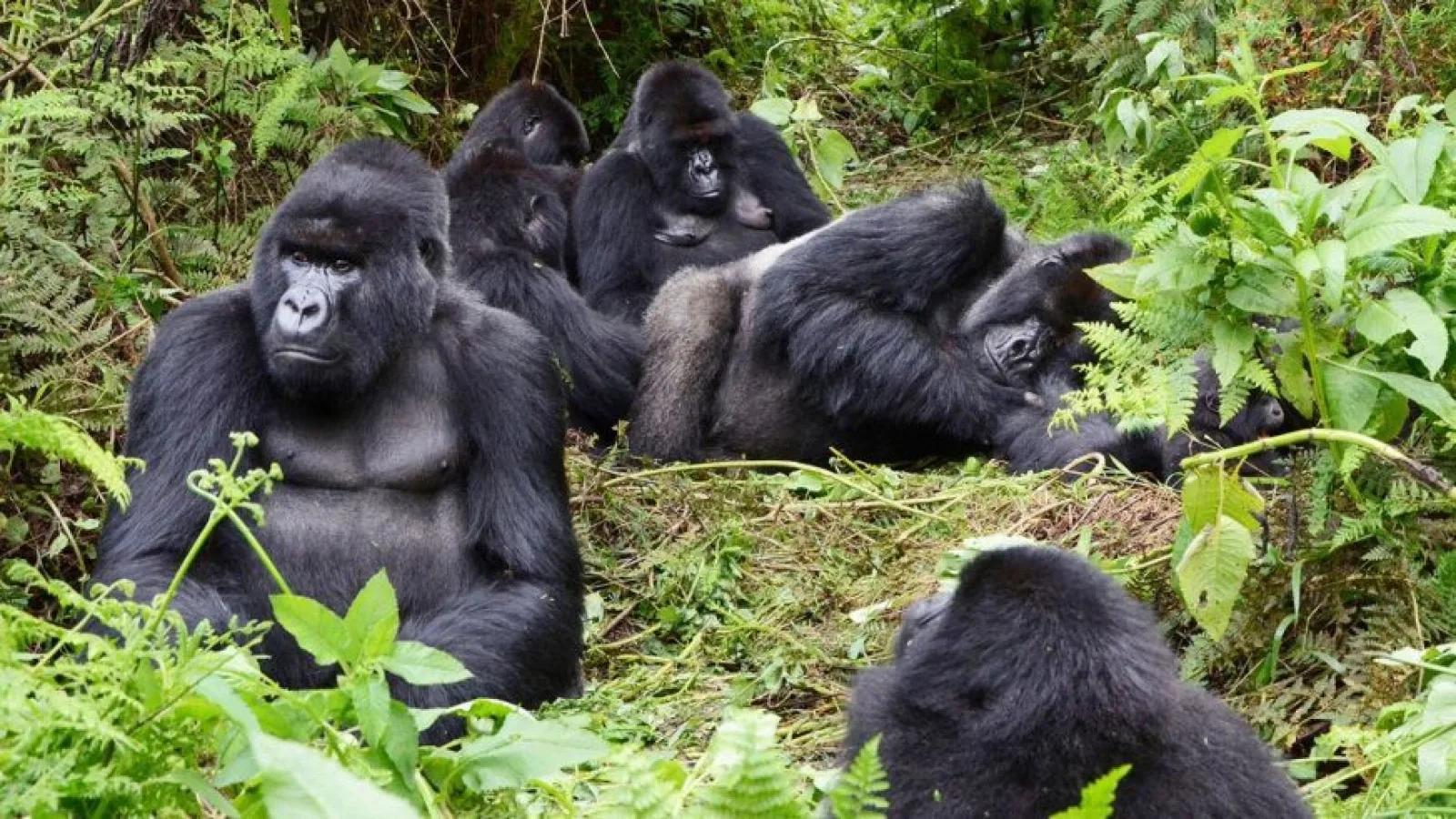 Safari in Uganda