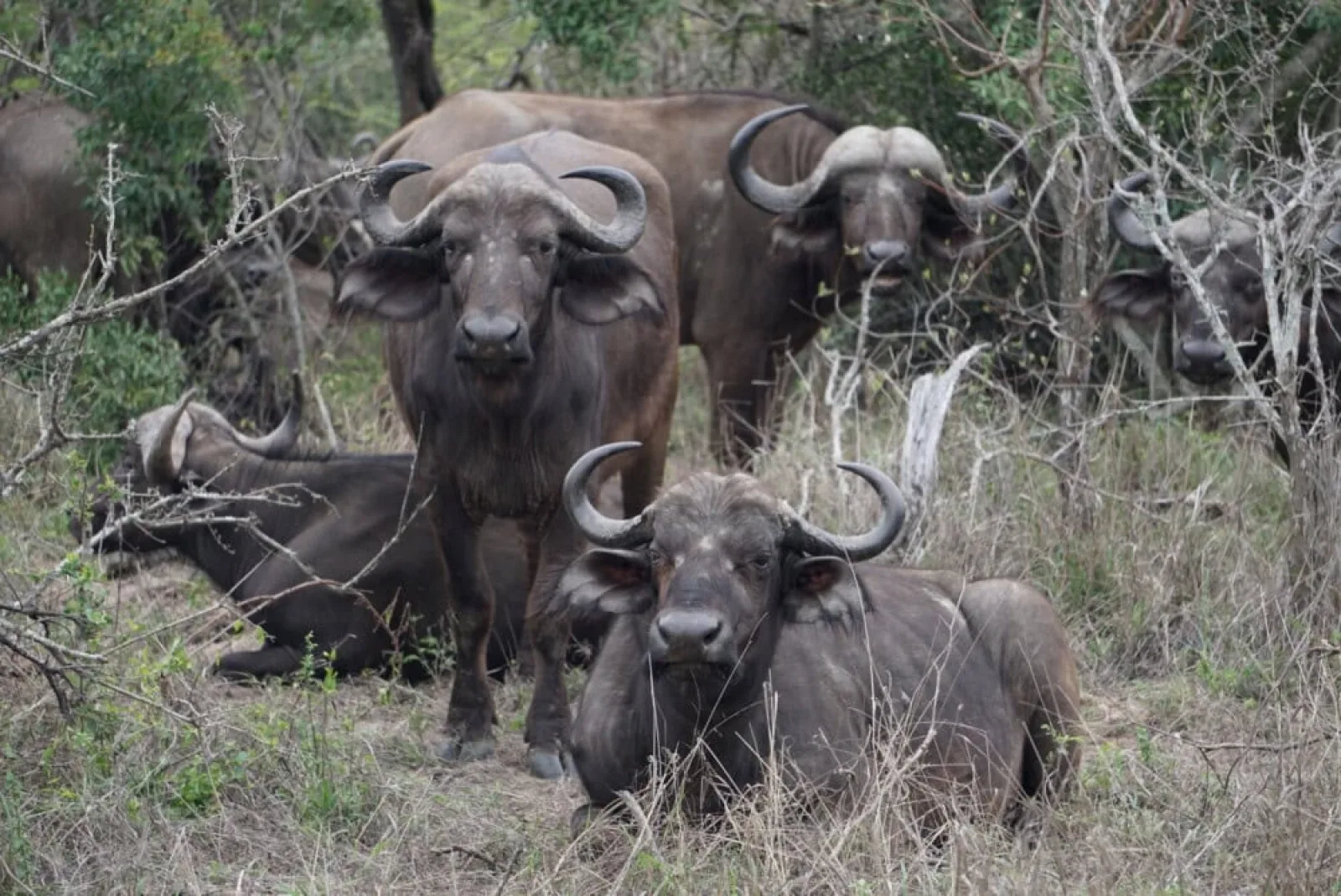 Safari in Uganda