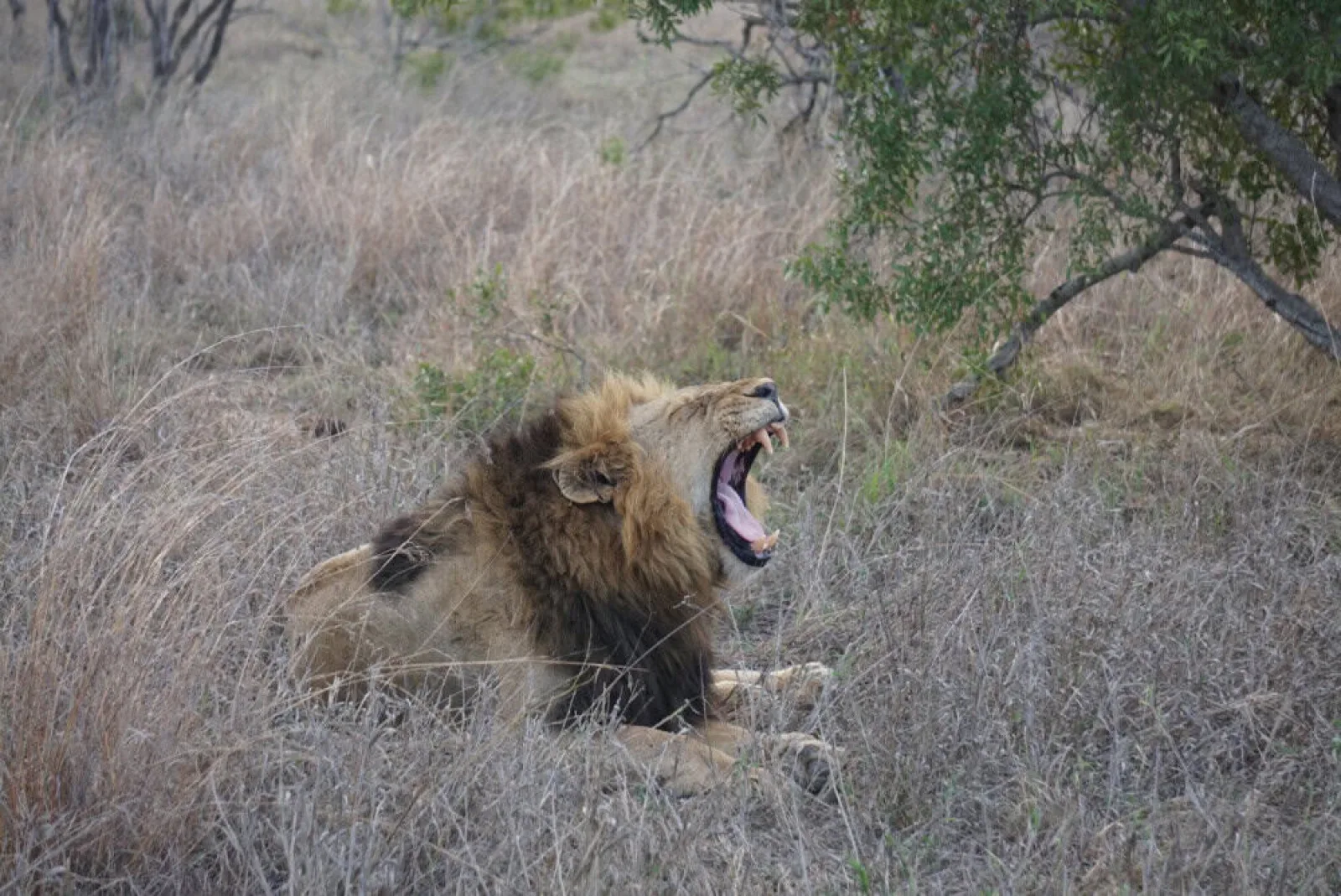 Safari in Uganda
