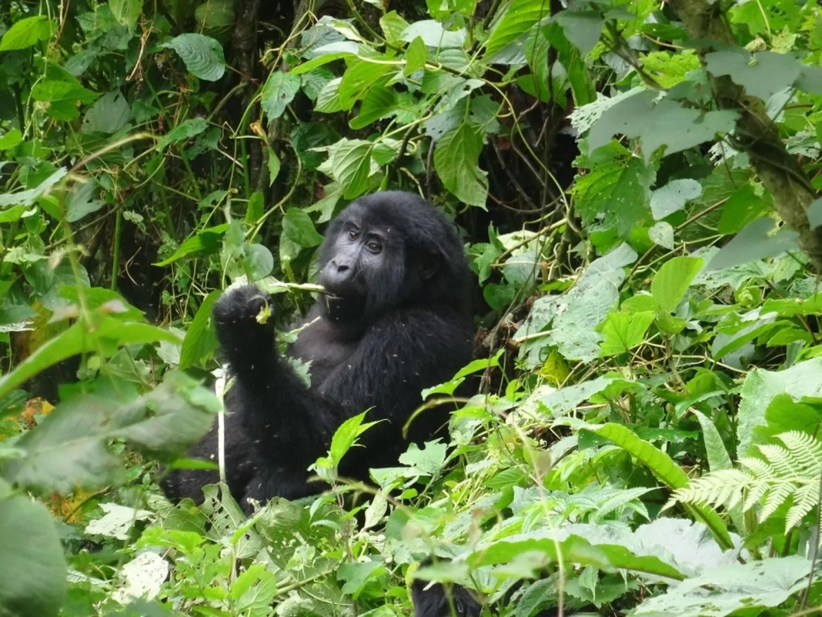Safari in Uganda