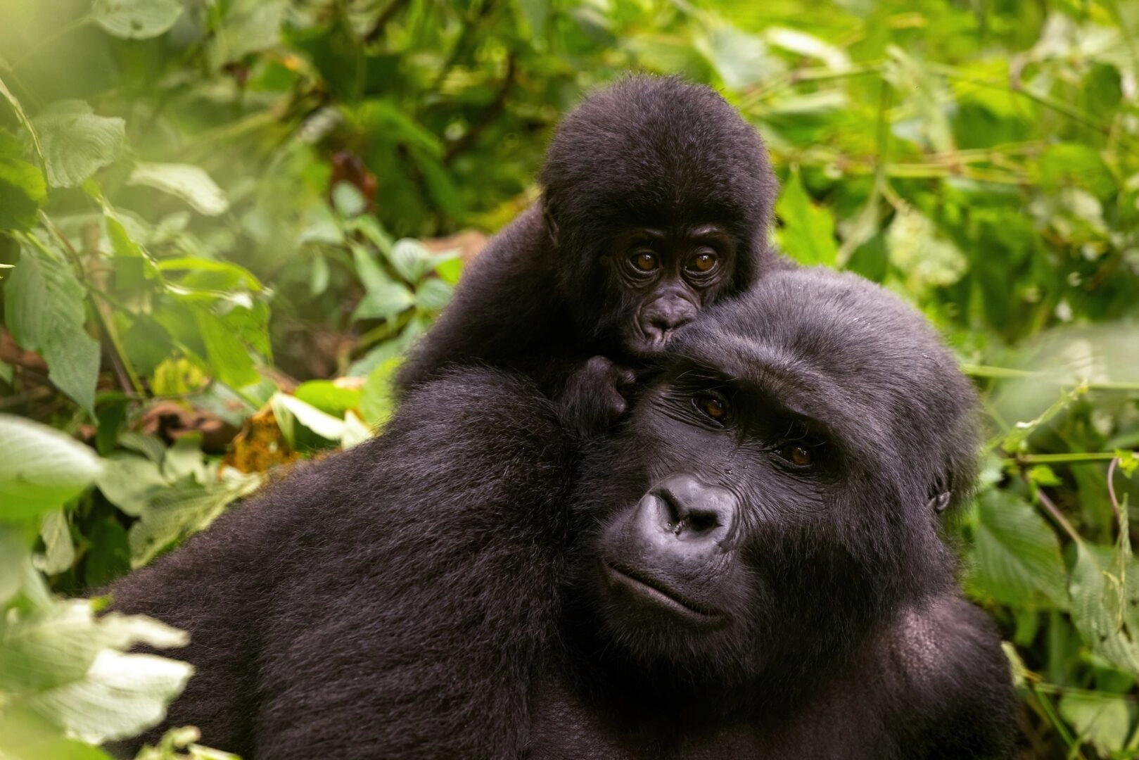 Safari in Uganda