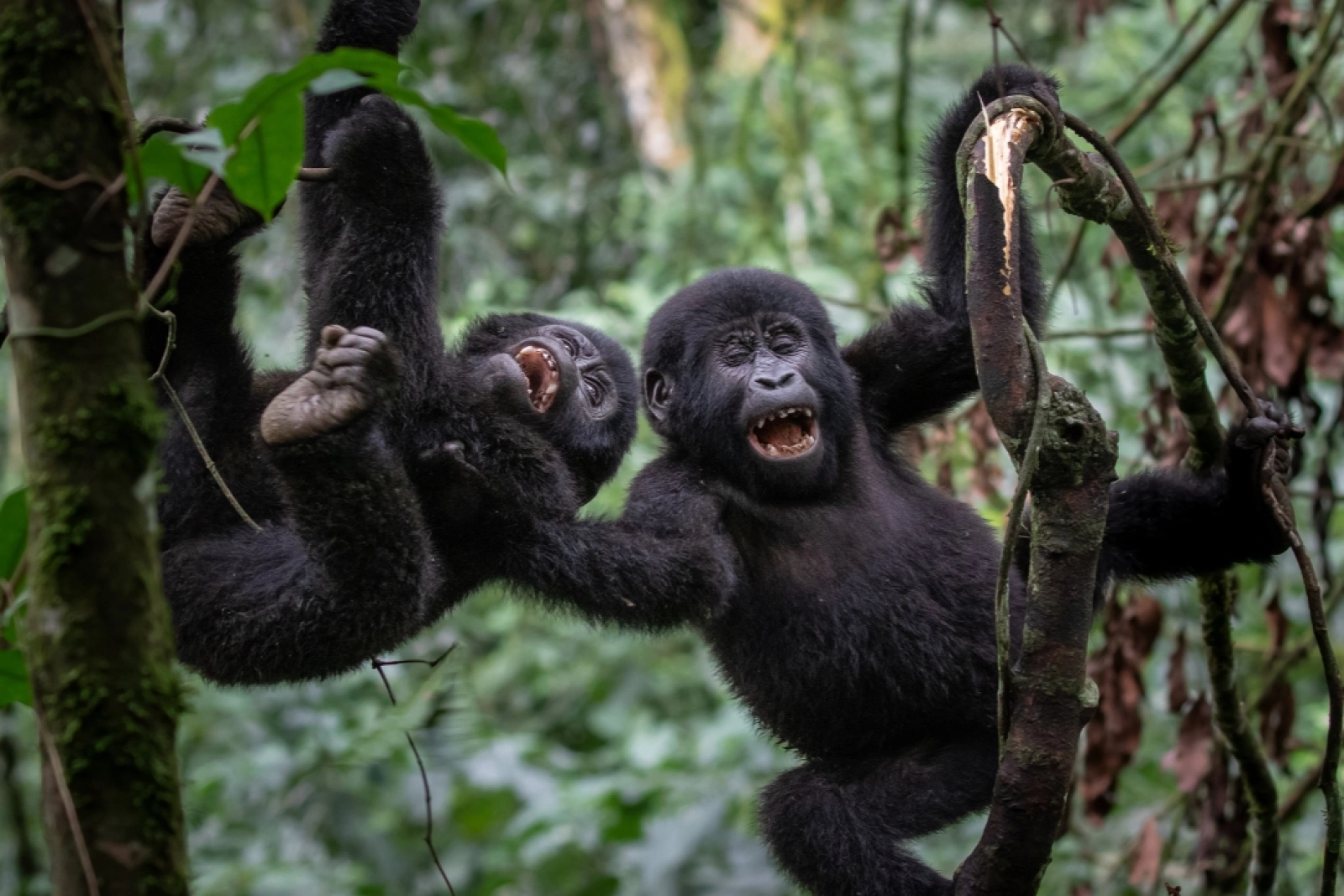 Safari in Uganda