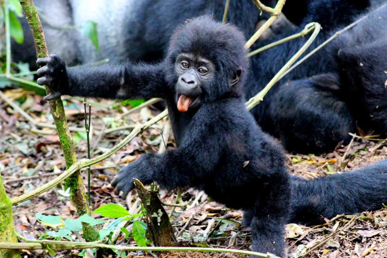 Safari in Uganda