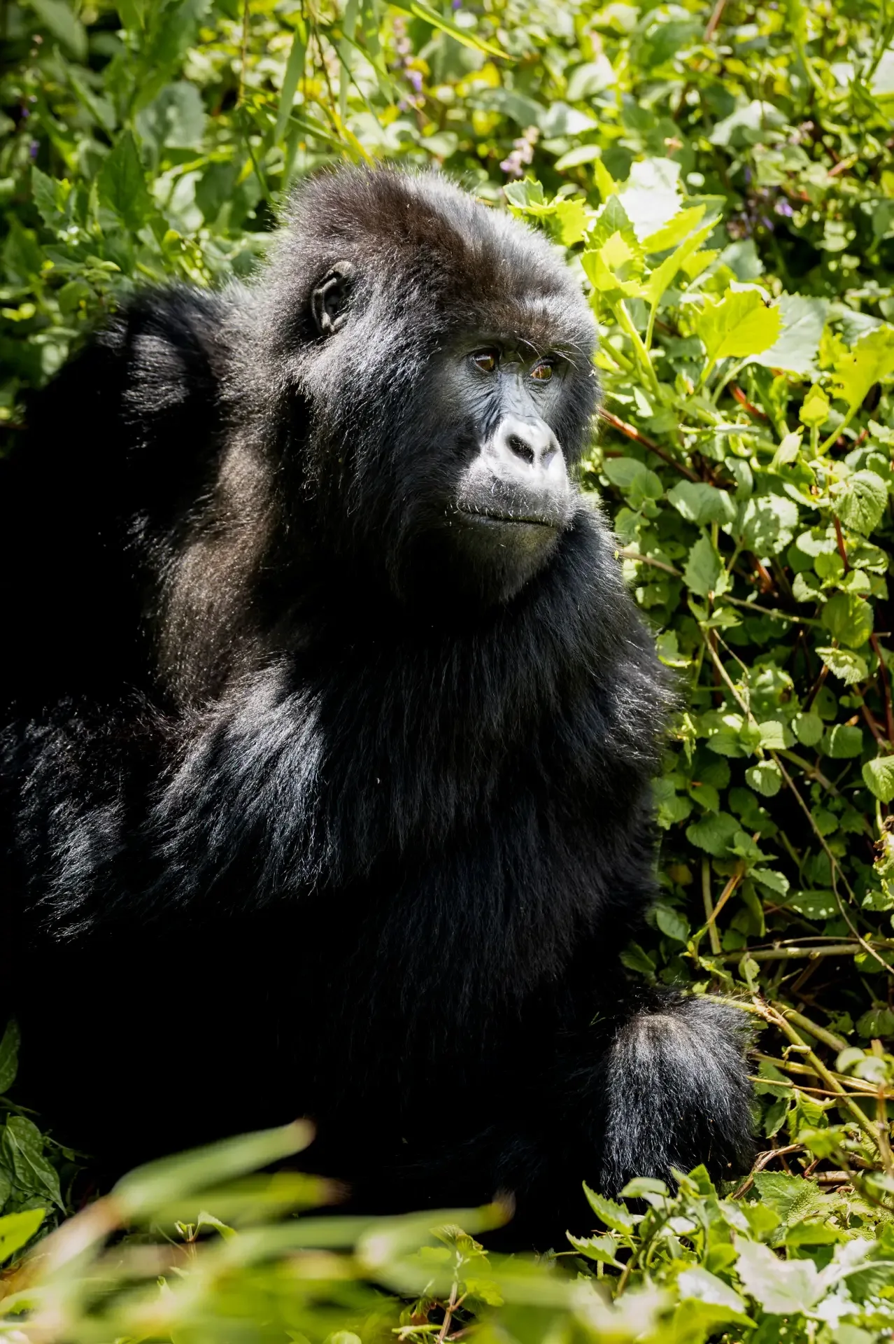 Safari in Uganda