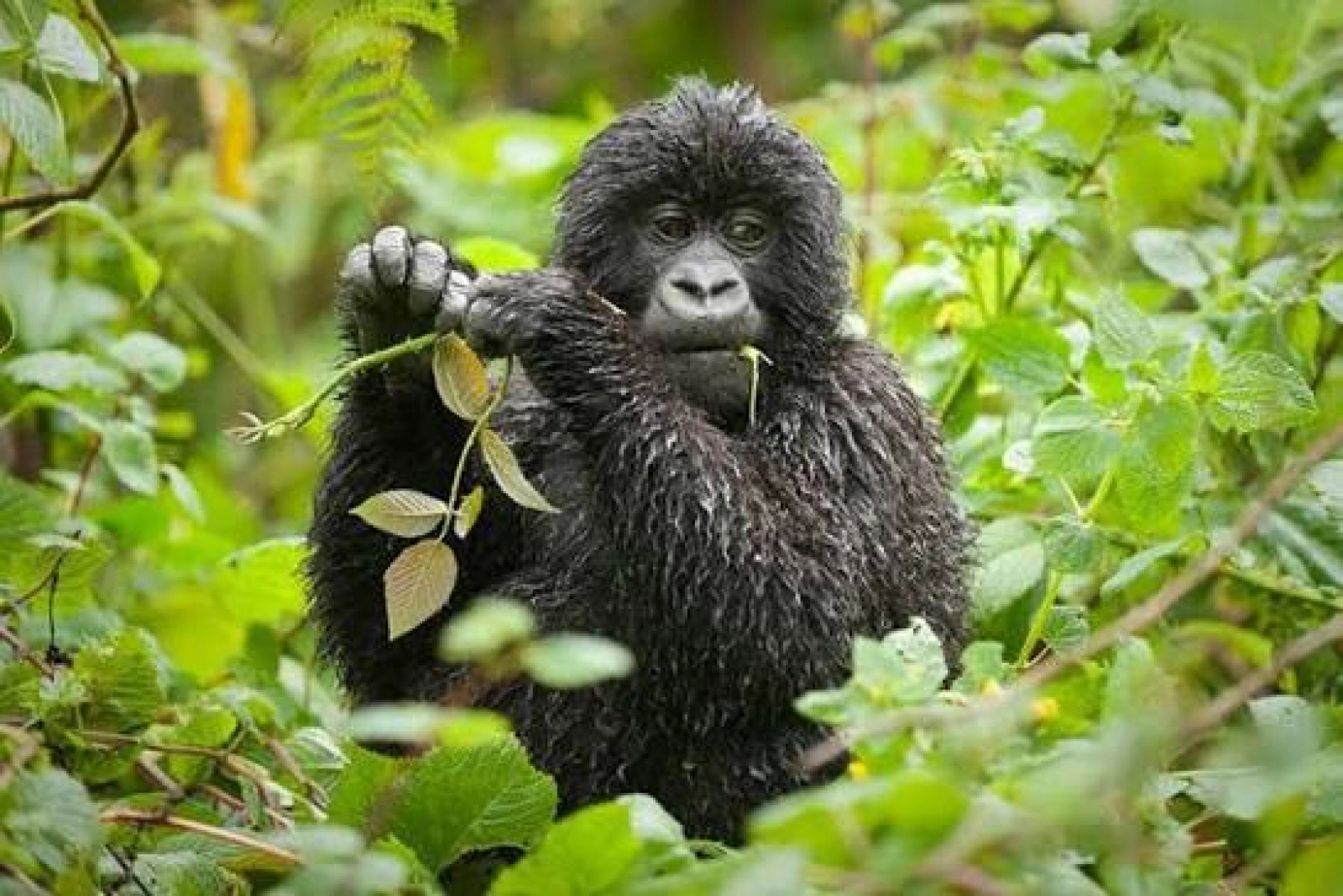 Safari in Uganda