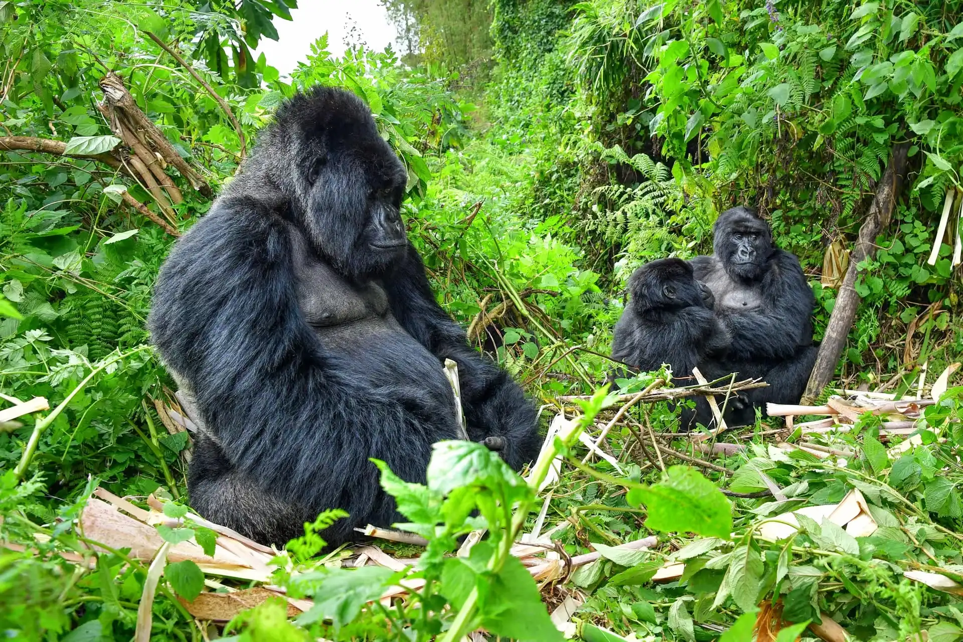 Safari in Uganda