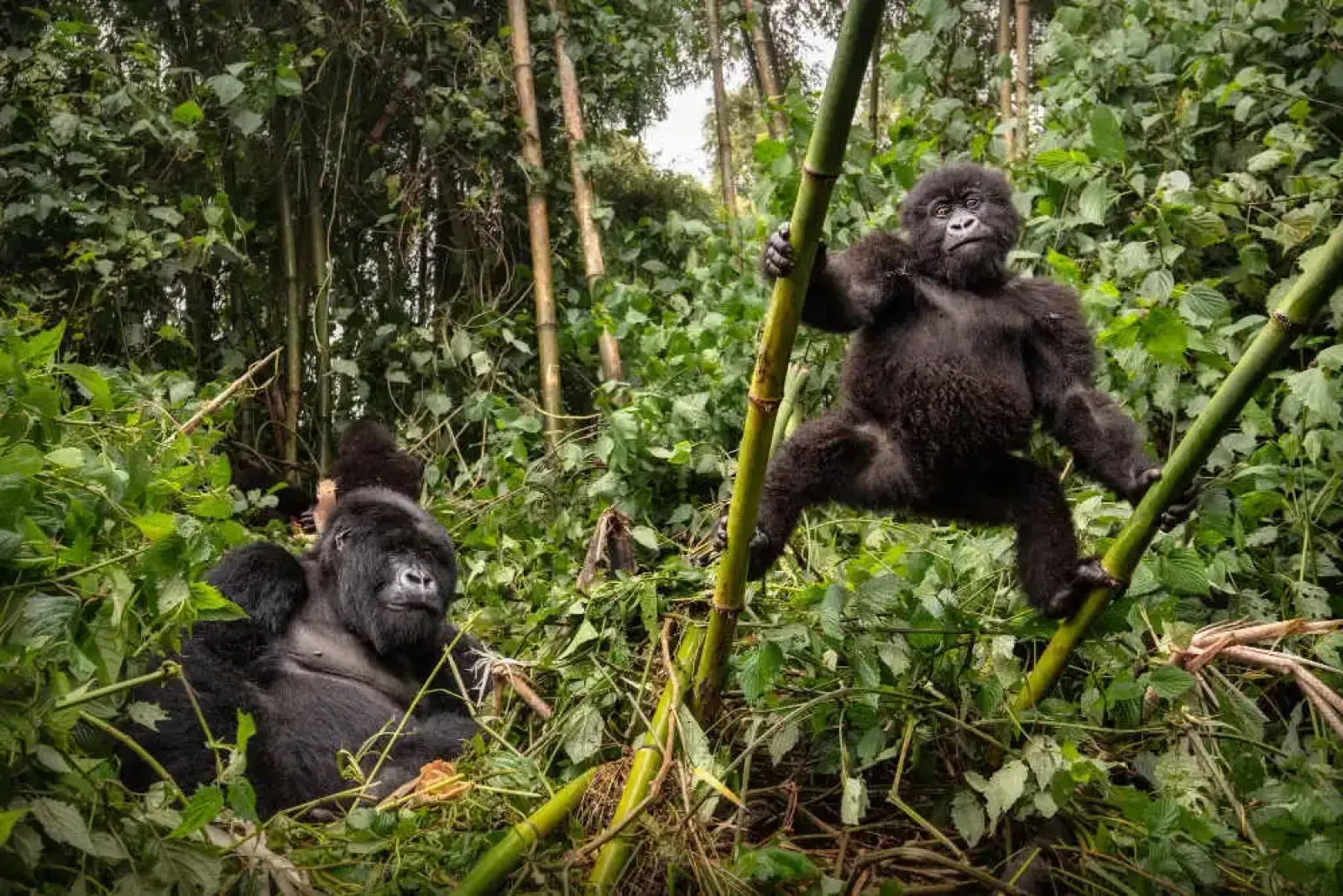 Safari in Uganda
