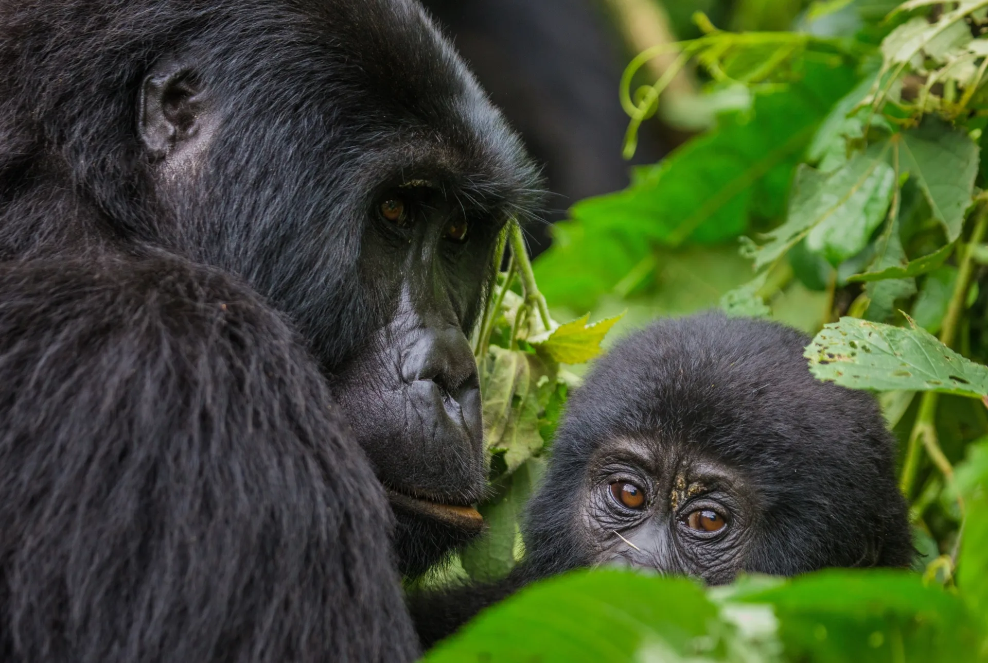 Safari in Uganda