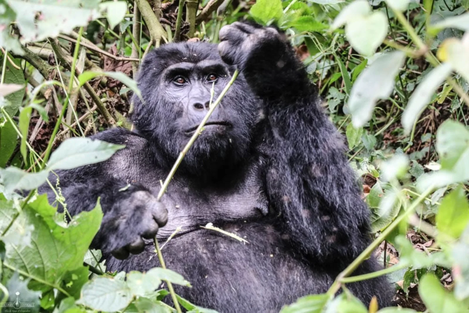 Safari in Uganda