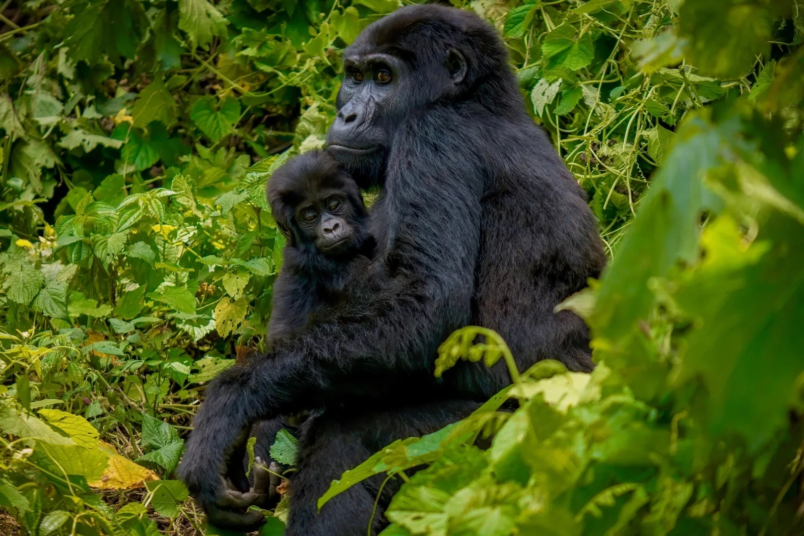 Safari in Uganda