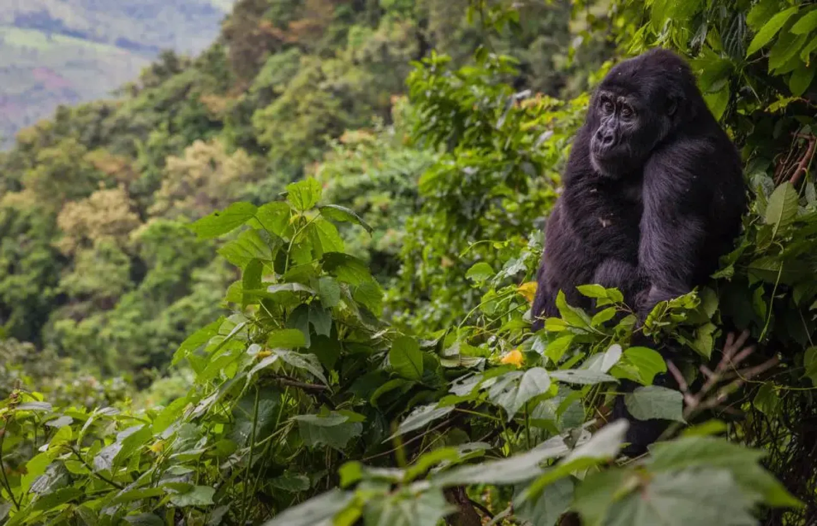 Safari in Uganda