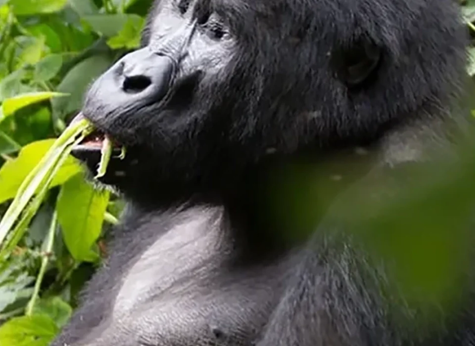 Safari in Uganda