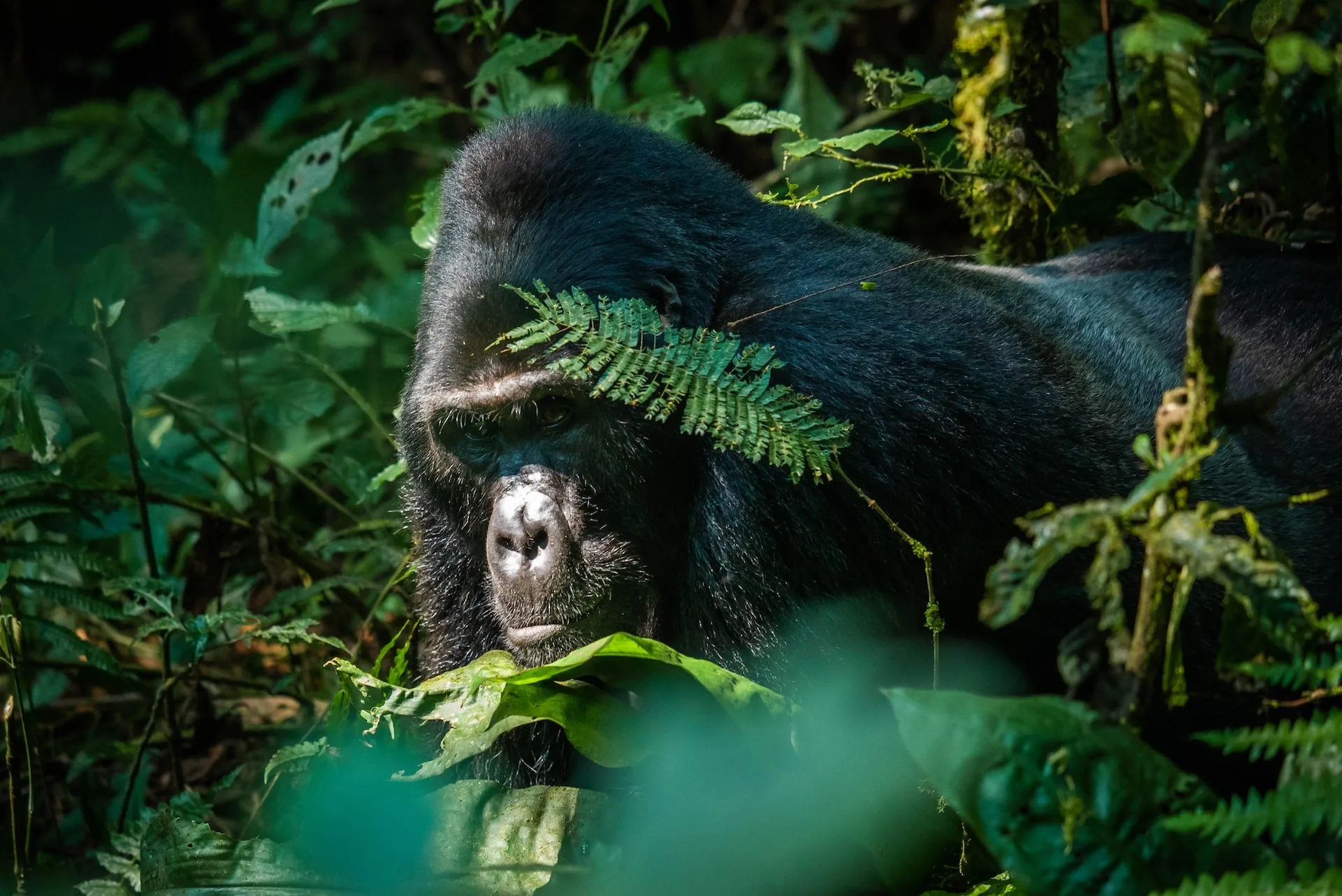 Safari in Uganda
