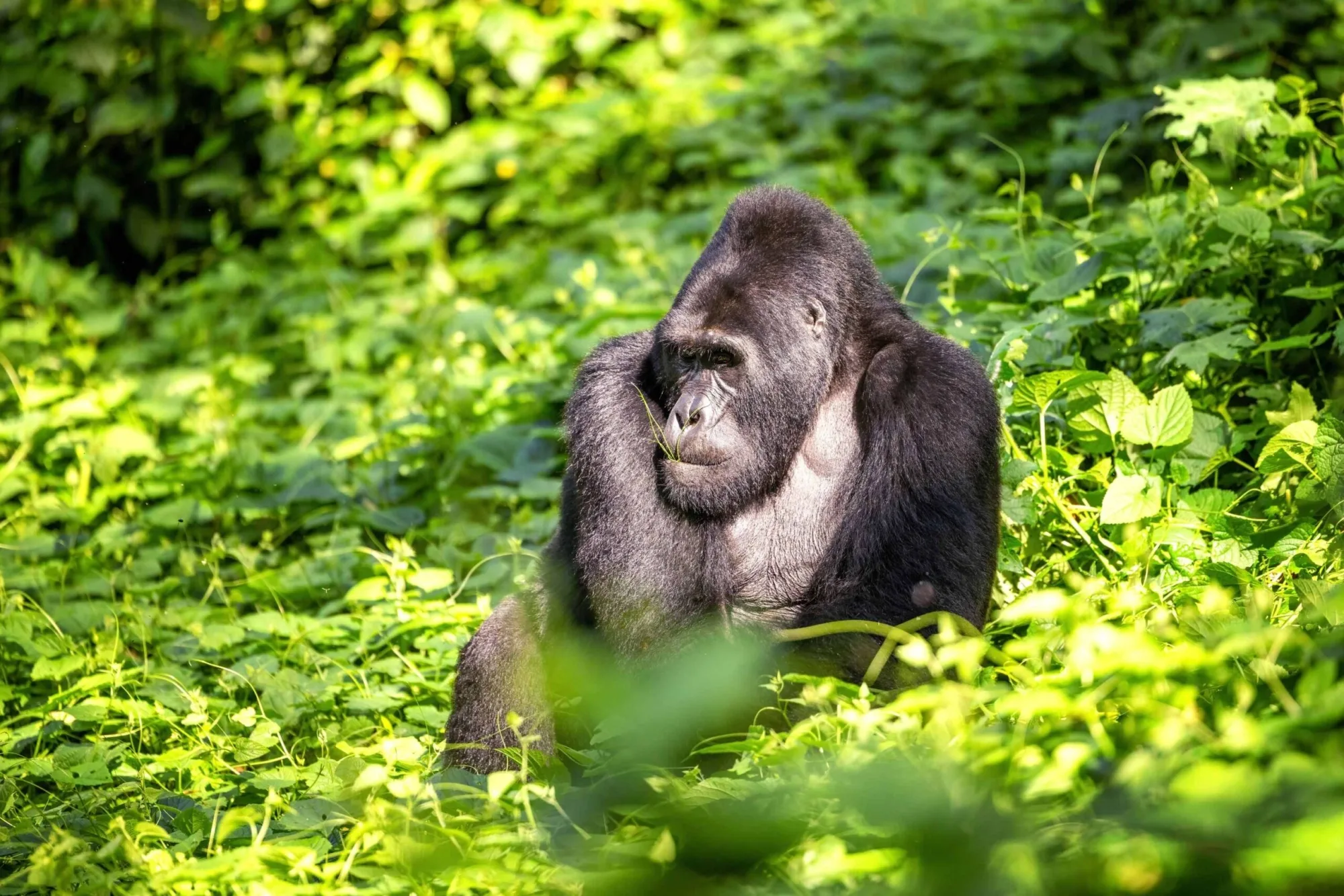 Safari in Uganda
