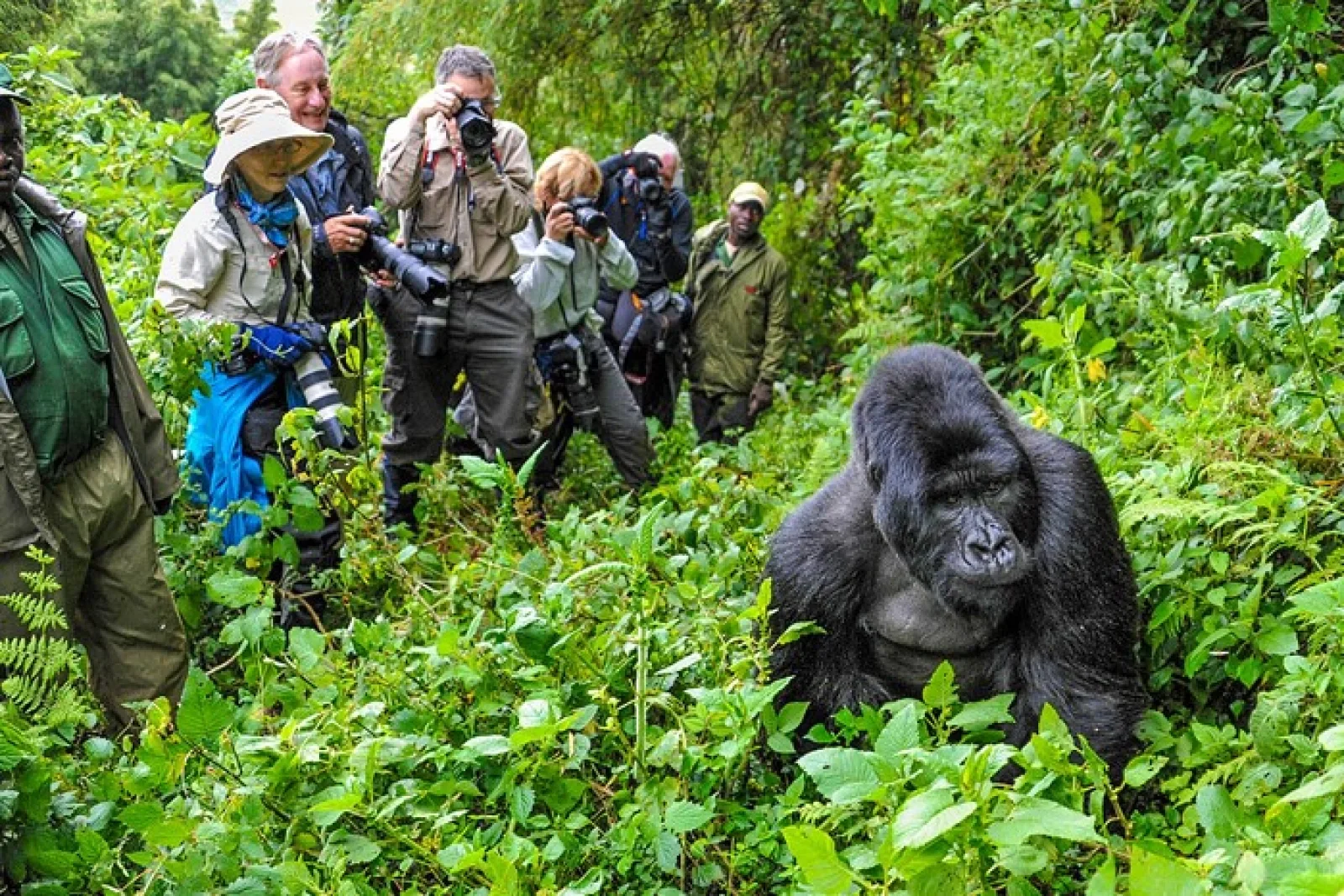 Safari in Uganda