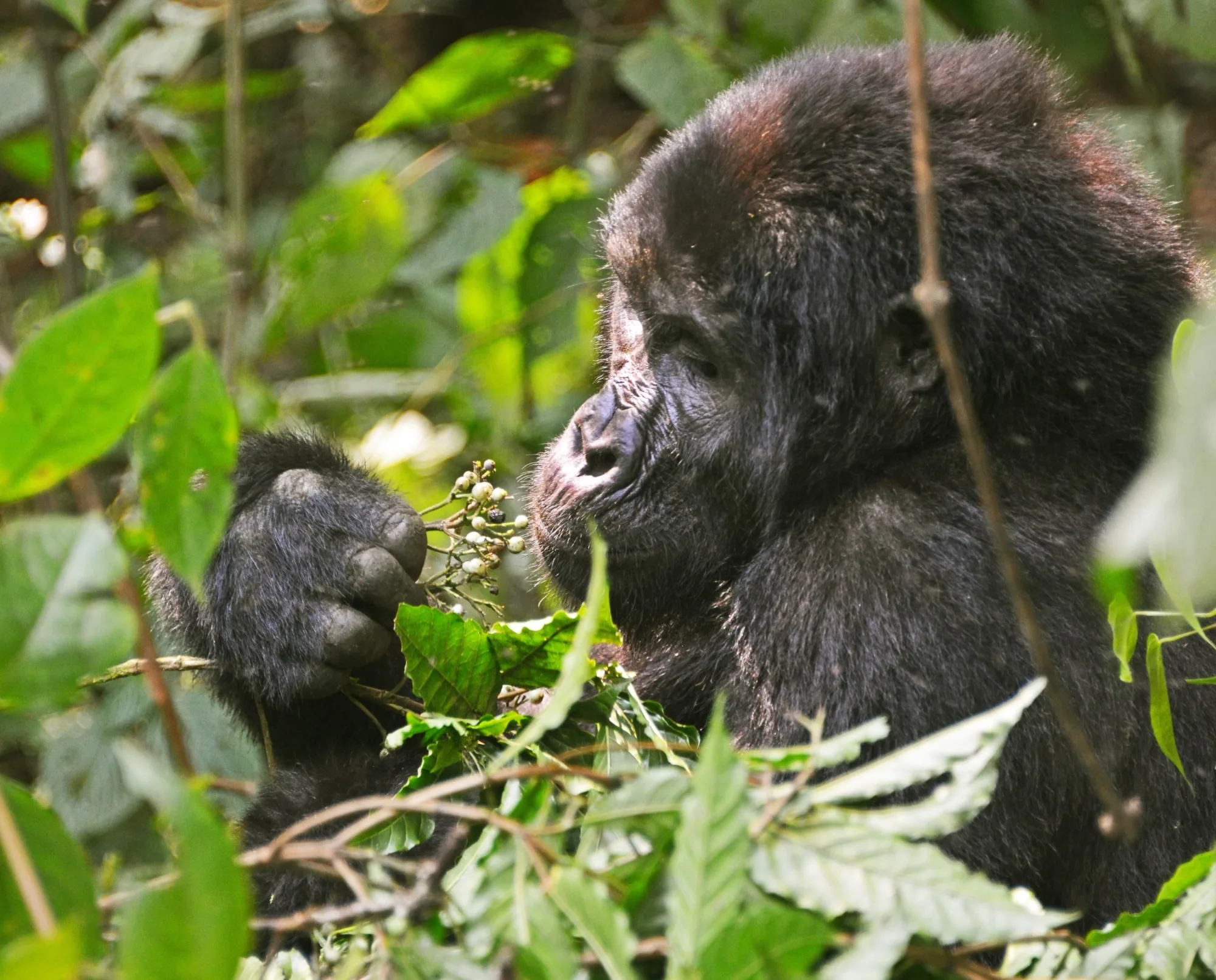 Safari in Uganda
