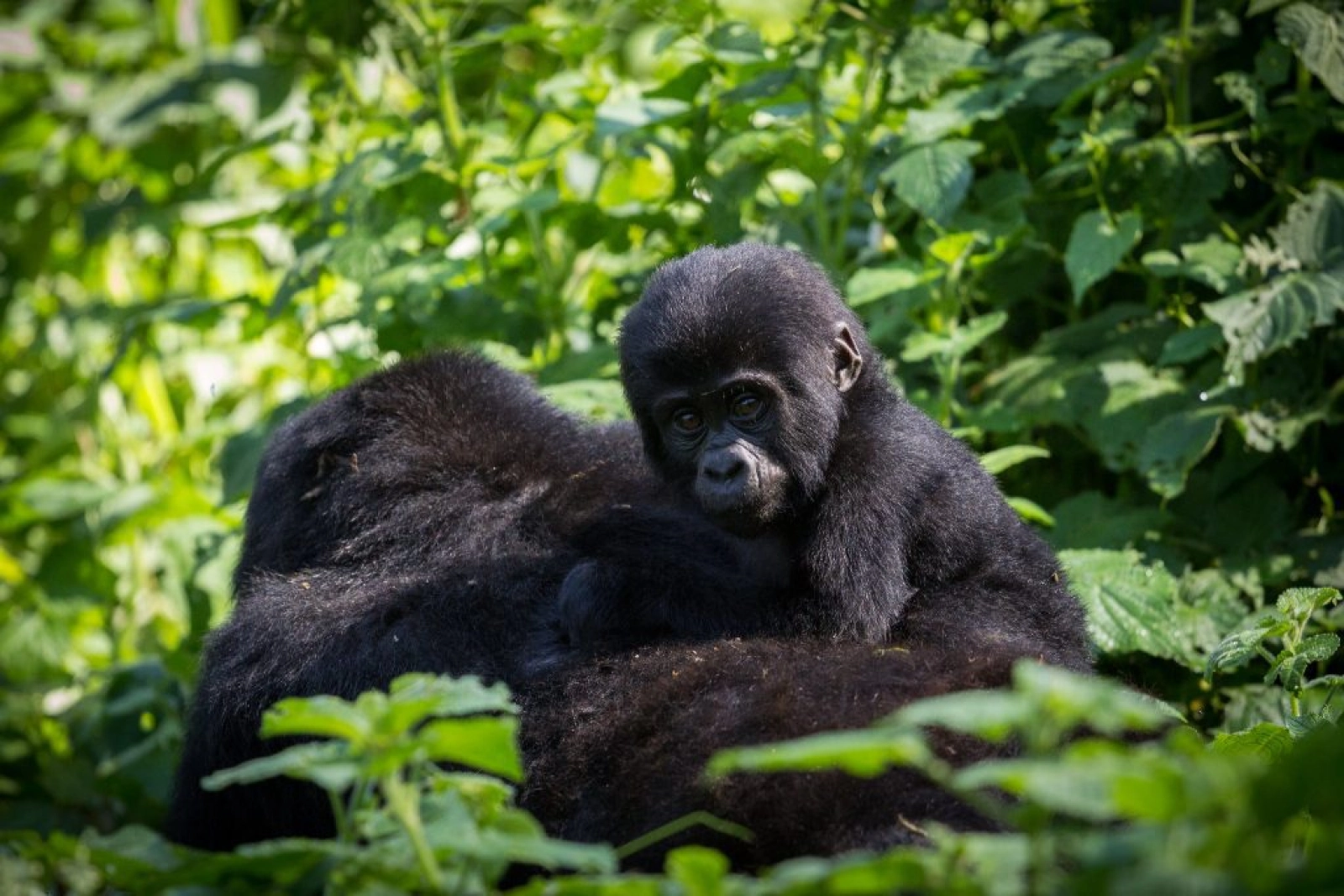Safari in Uganda
