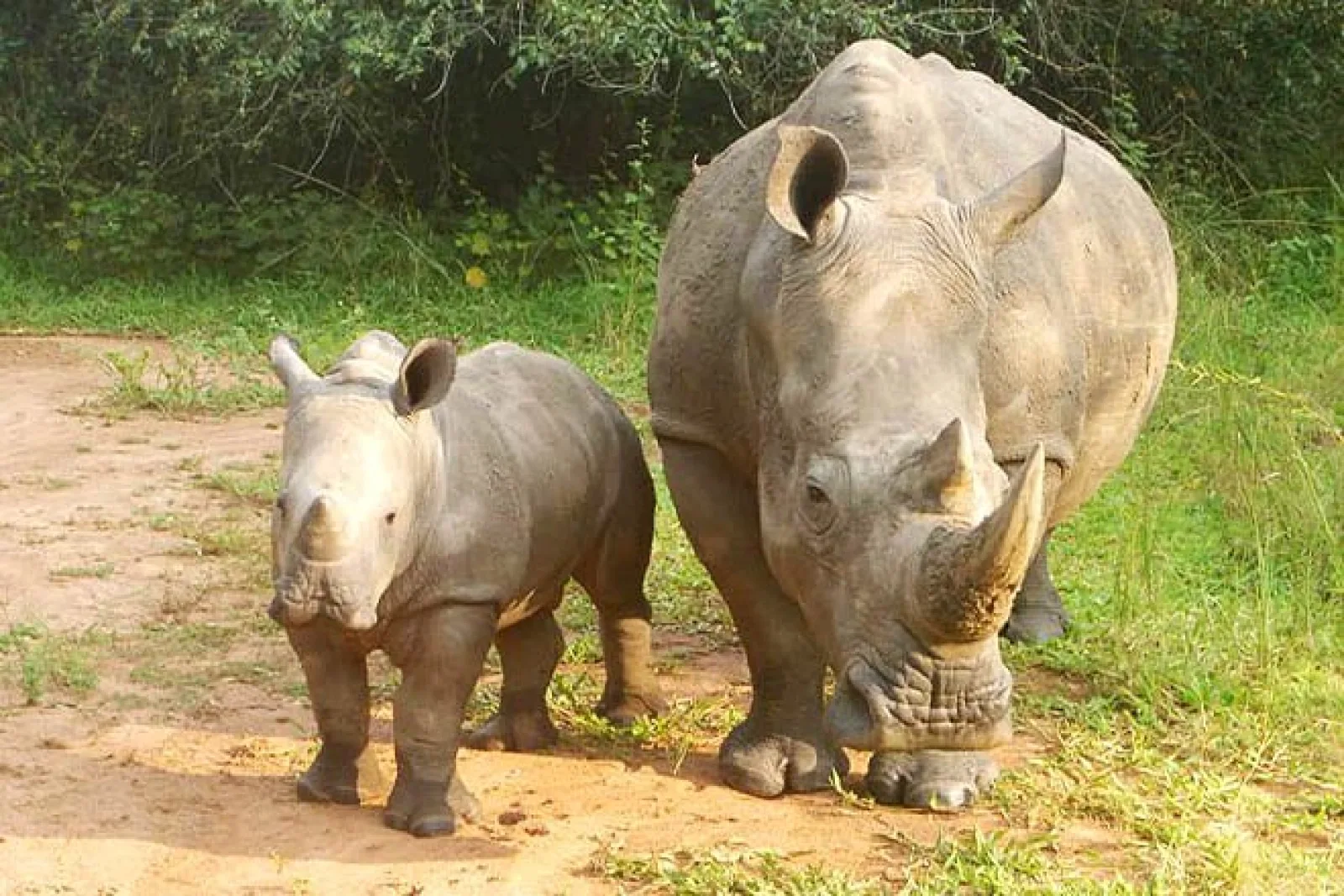 Safari in Uganda