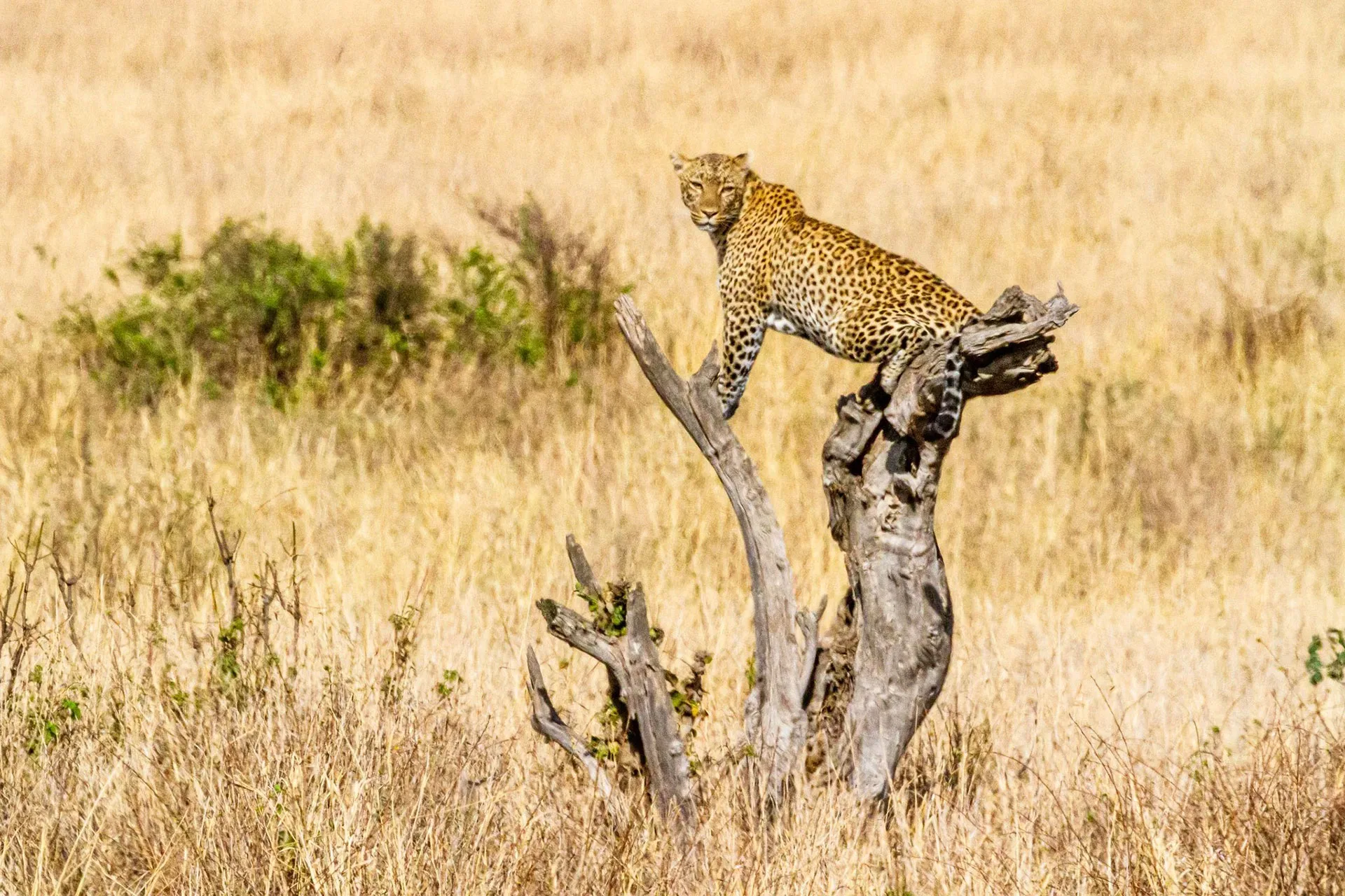 Safari in Uganda