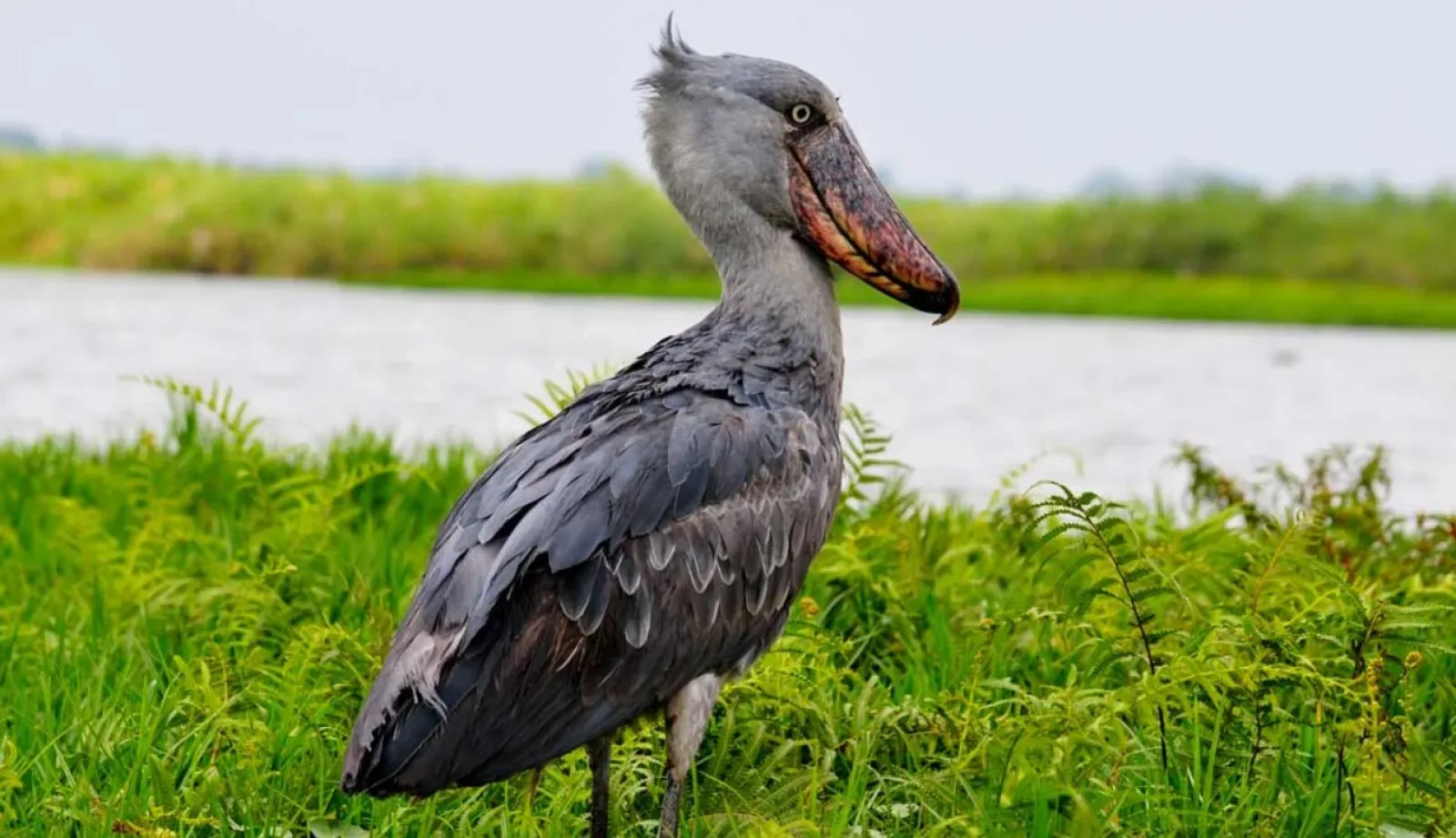 Safari in Uganda