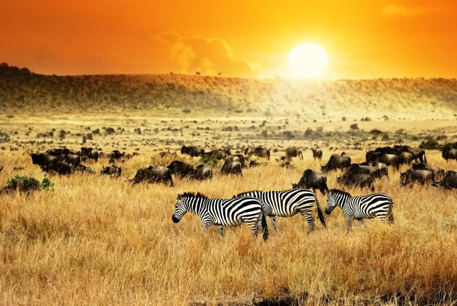 Safari in Uganda