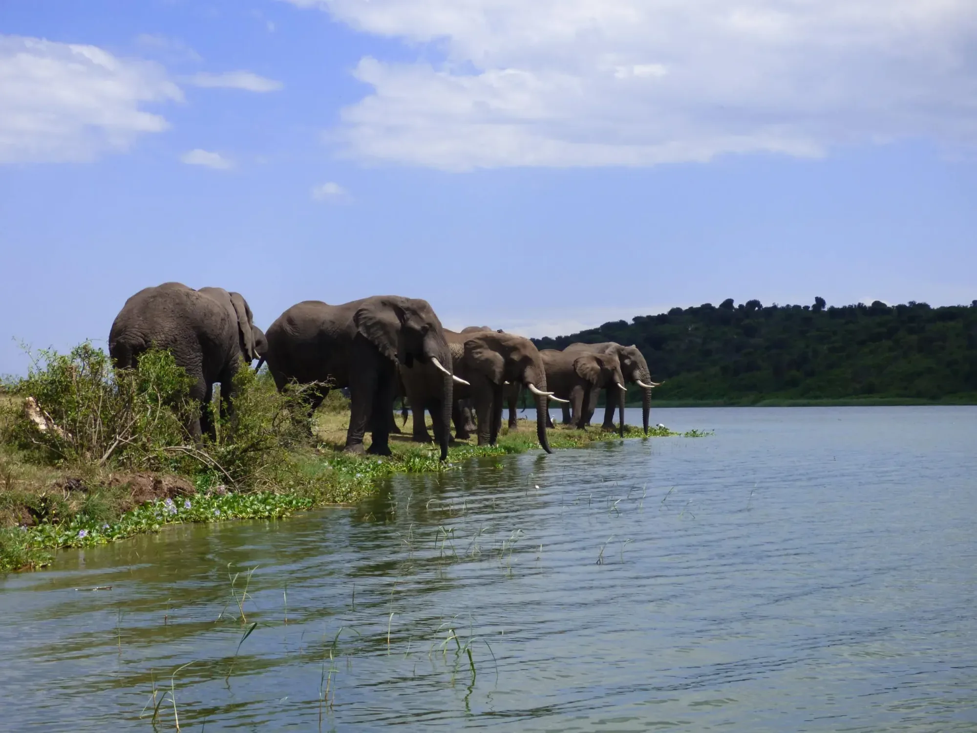 Safari in Uganda
