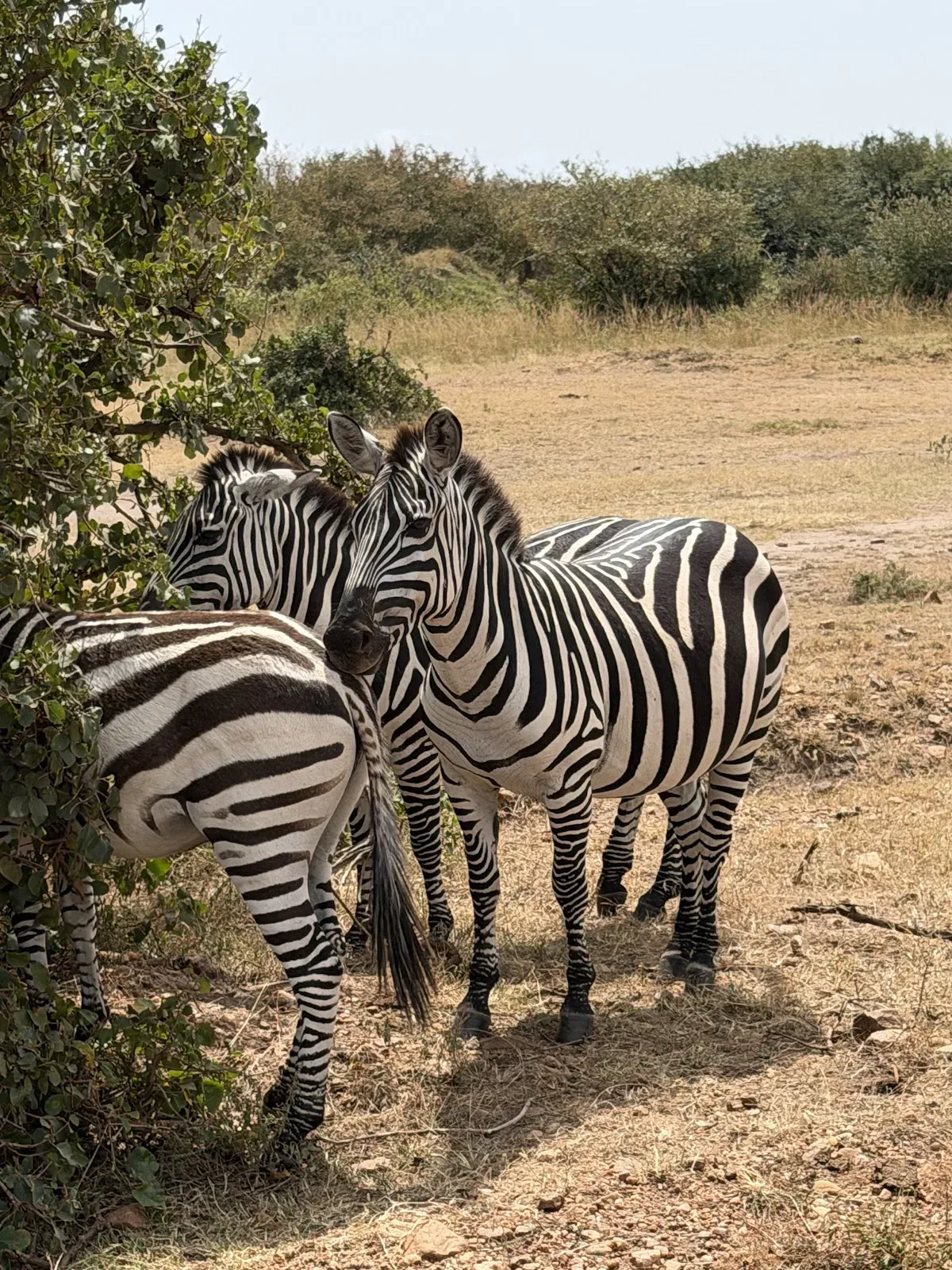 Safari in Uganda