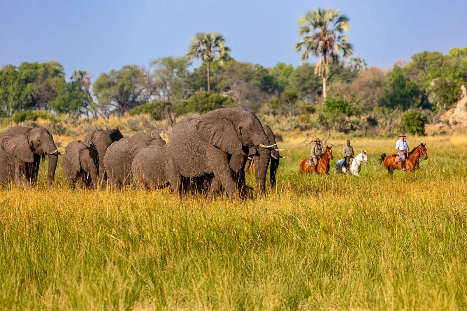 Safari in Uganda