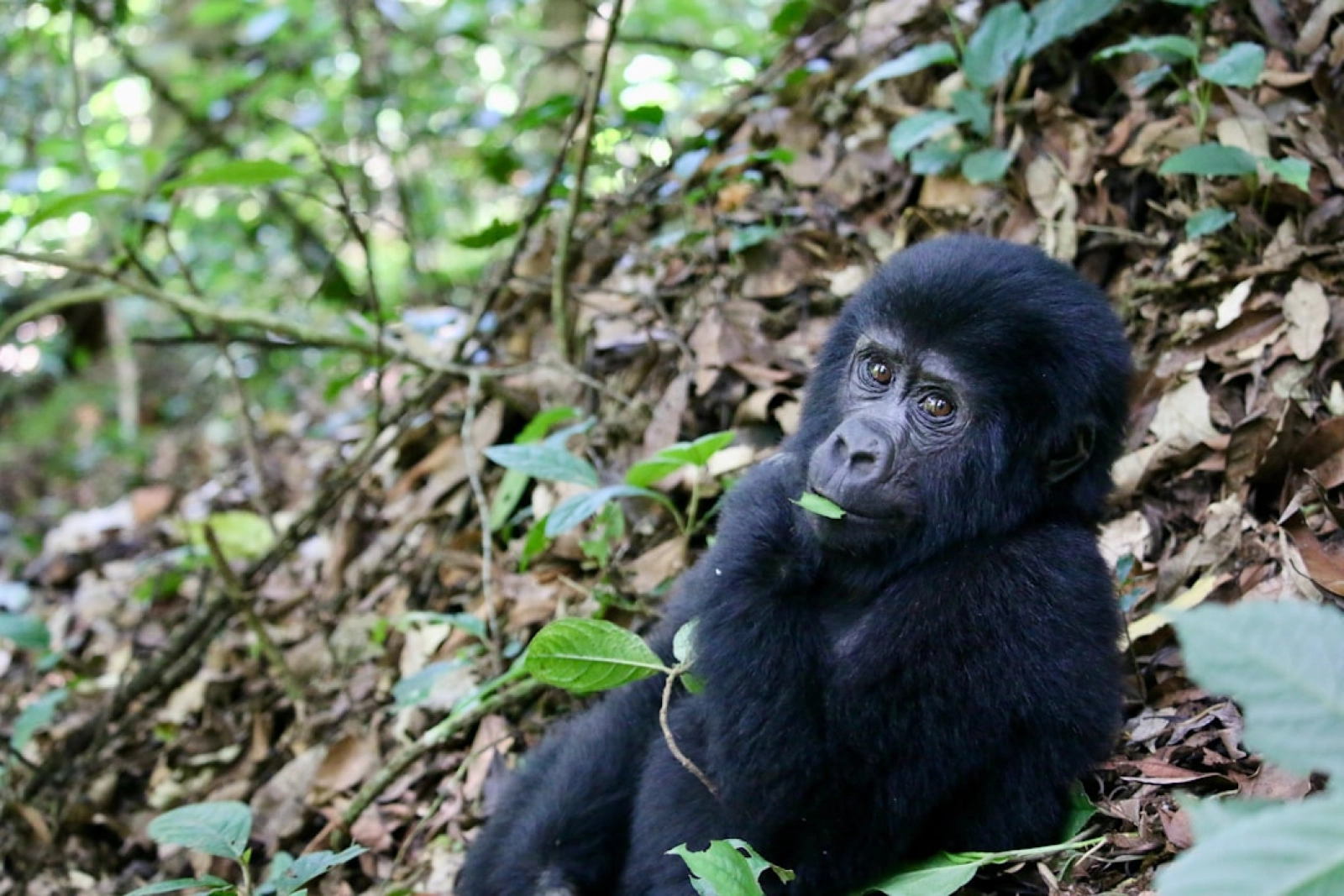 Safari in Uganda
