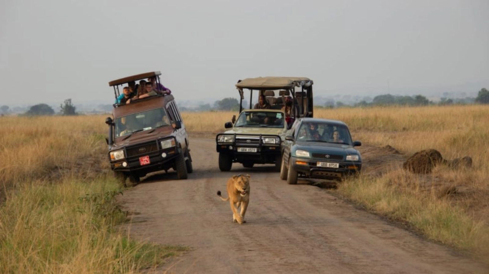 Safari in Uganda