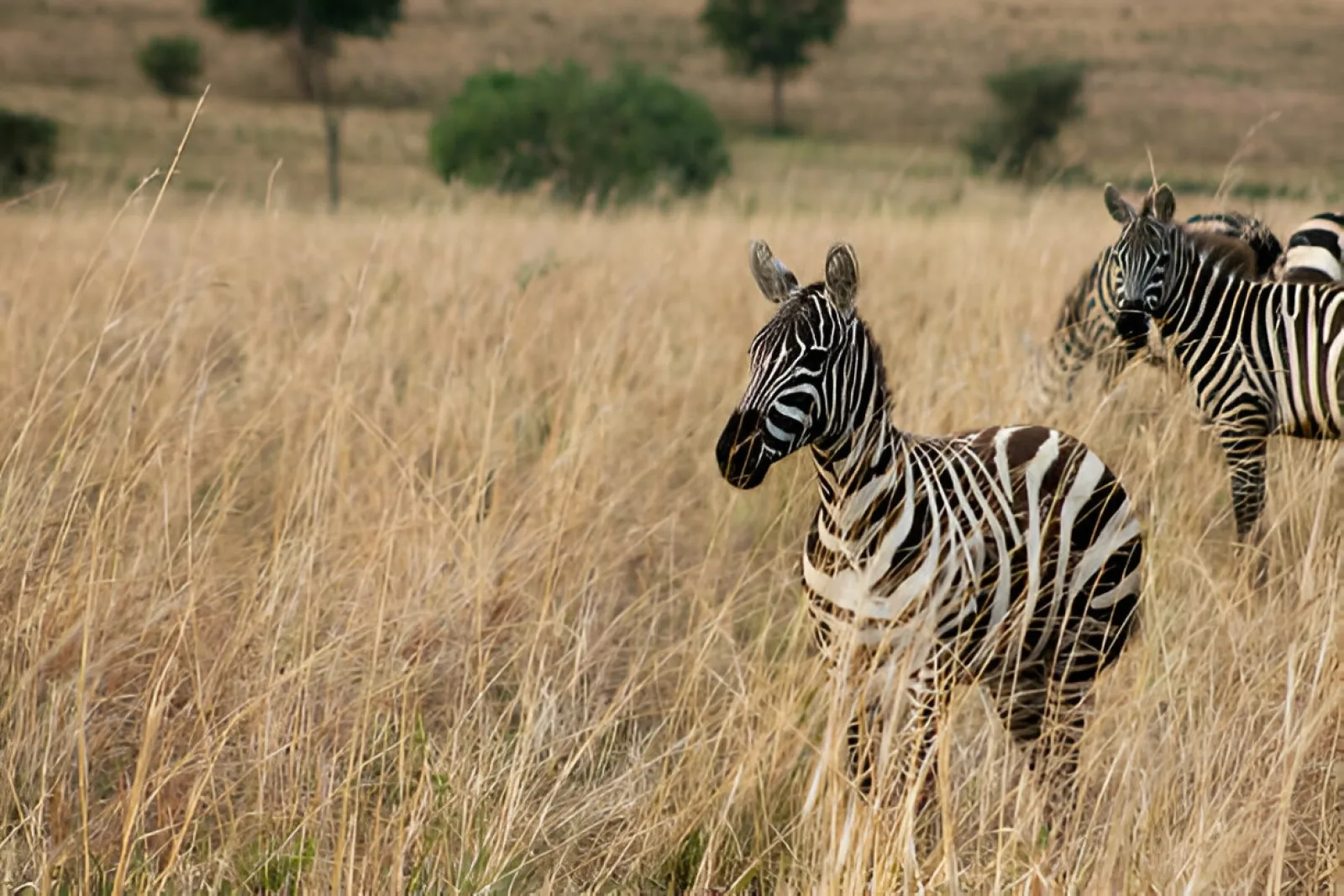 Safari in Uganda