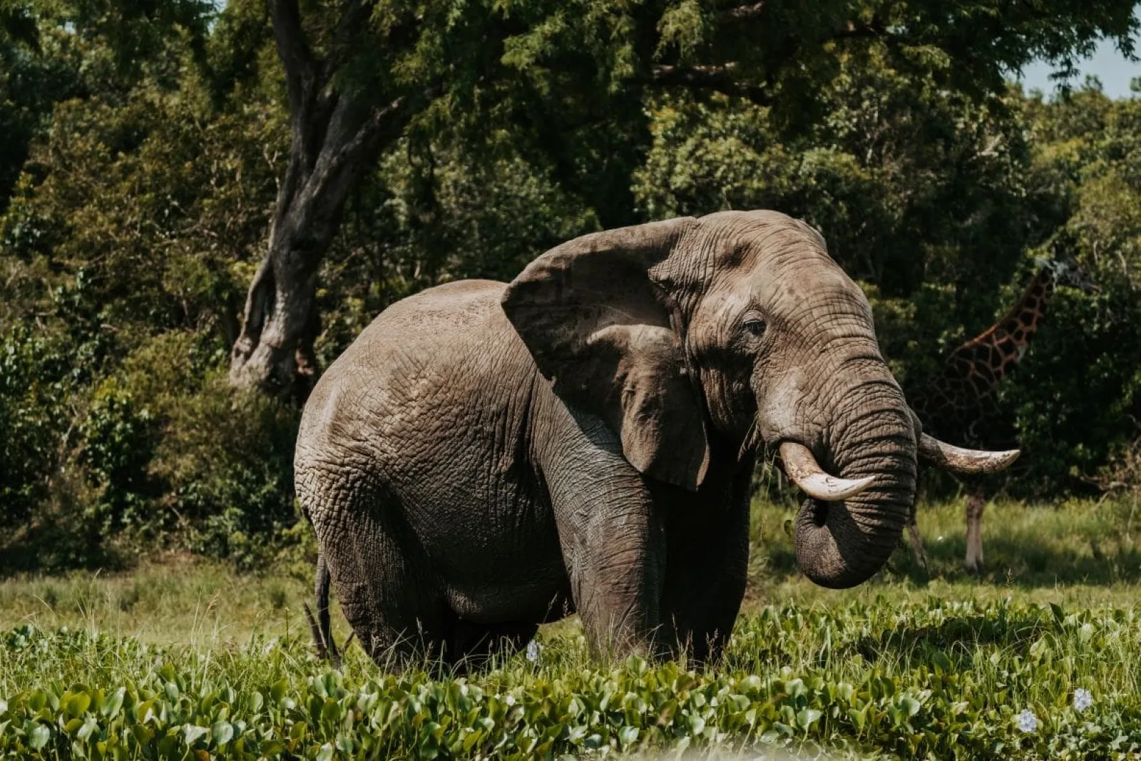 Safari in Uganda