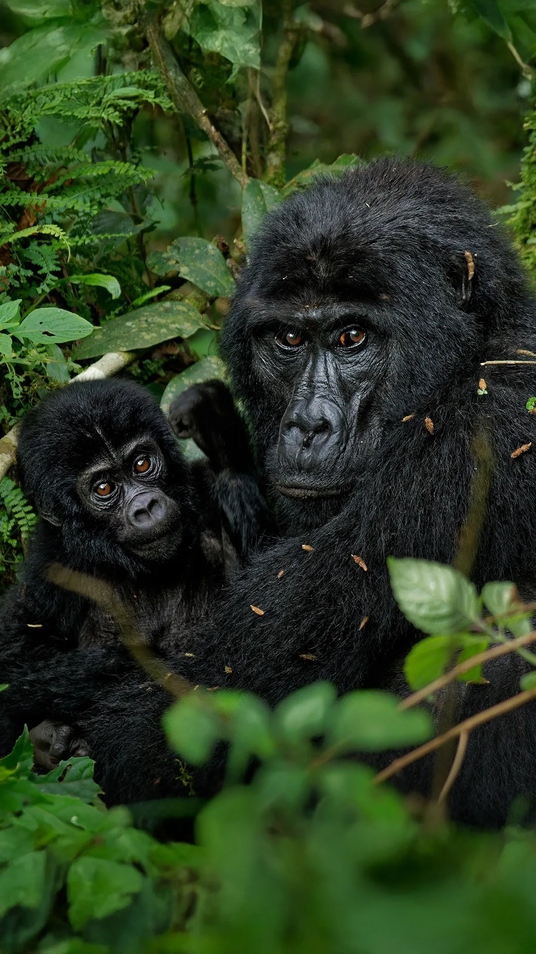 Safari in Uganda