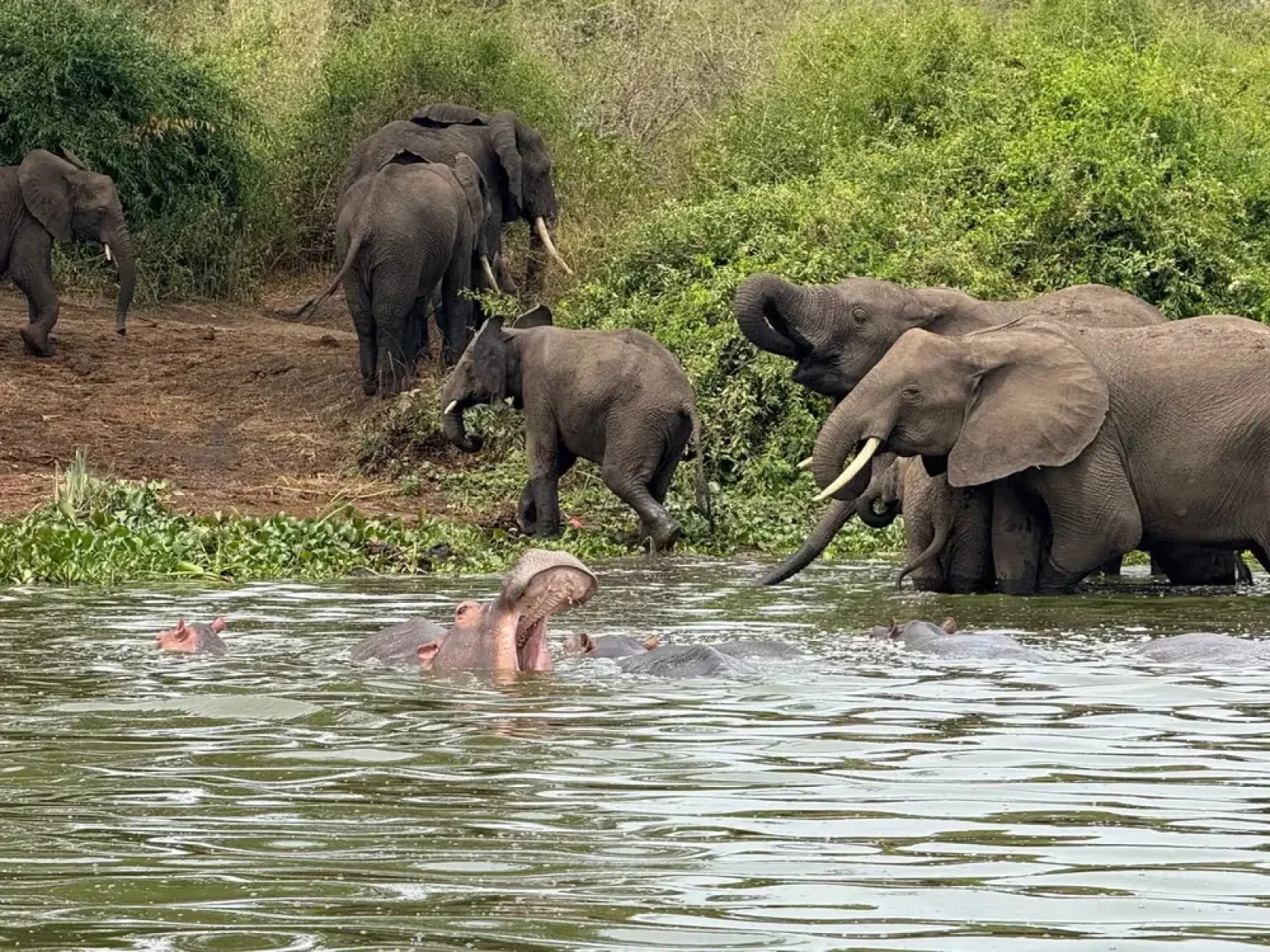 Safari in Uganda
