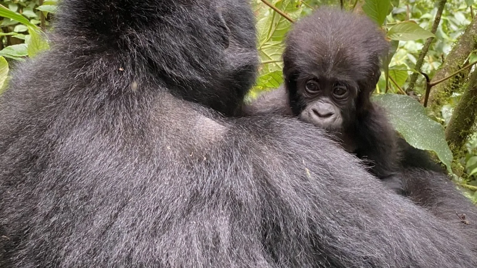 Safari in Uganda