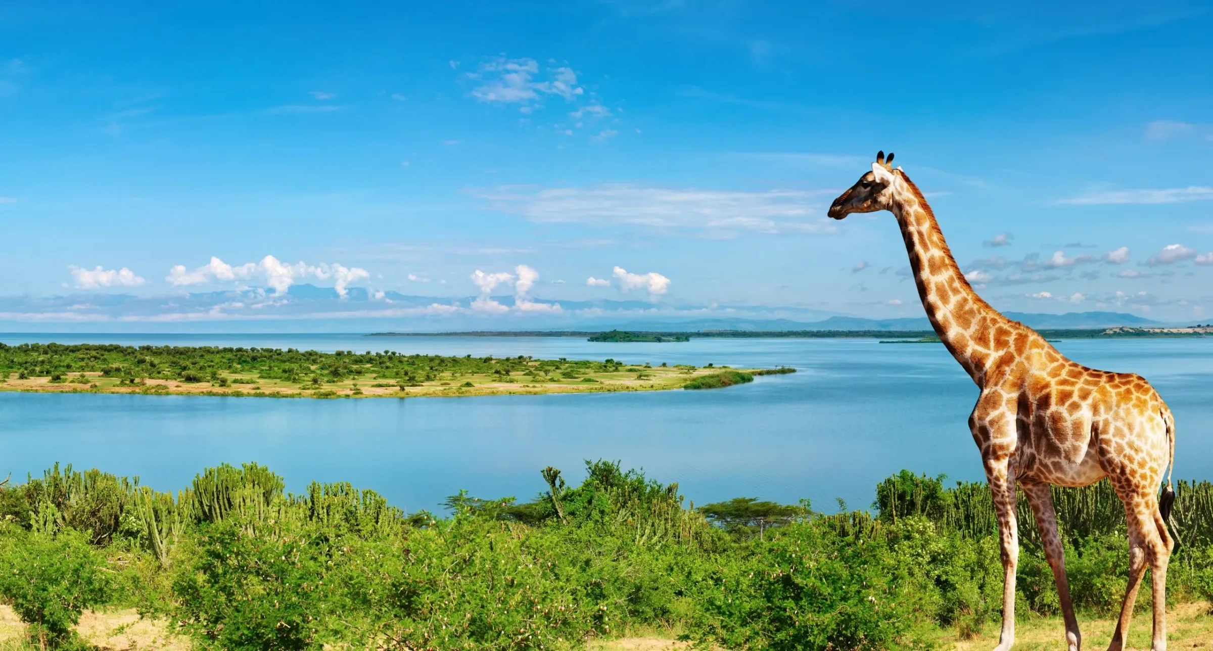 Safari Ouganda basse saison : conseils et organisation