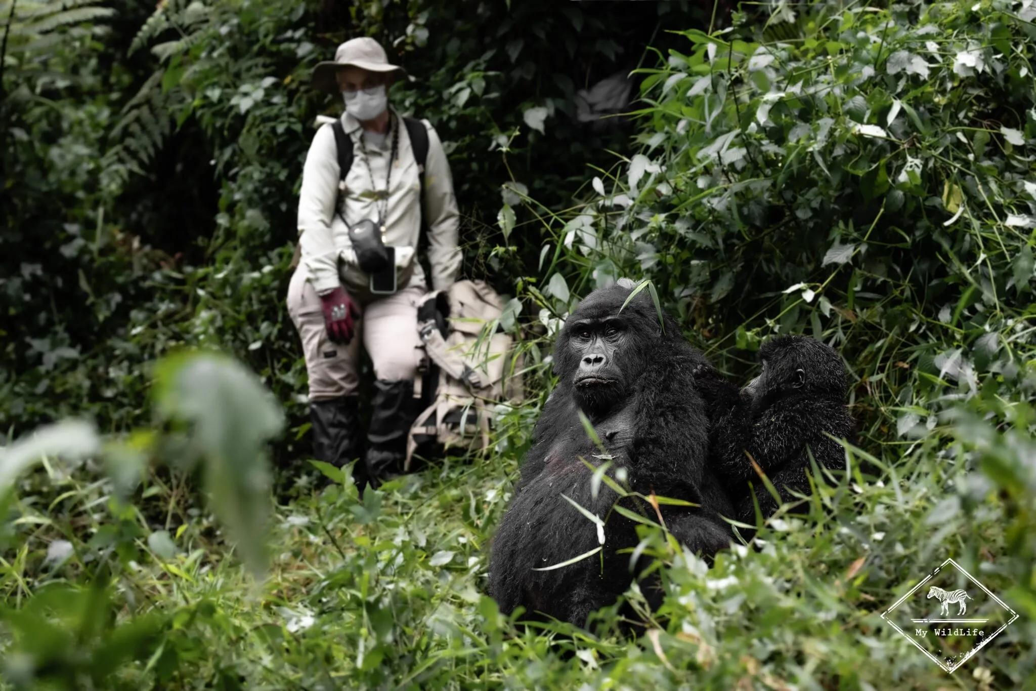 Safari Ouganda en avril : météo, gorilles et animaux