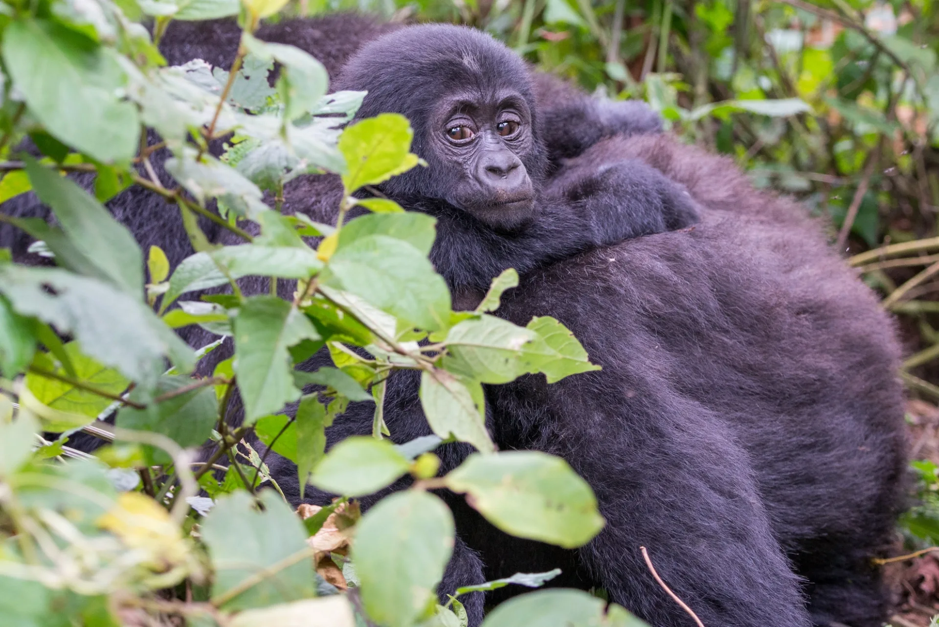 Safari Ouganda en décembre : météo, gorilles et animaux