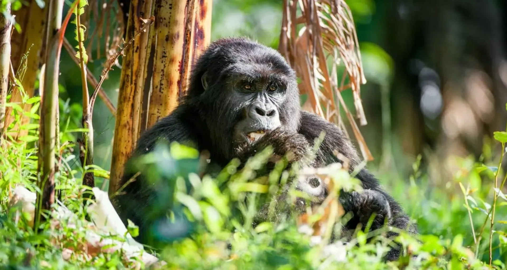 Safari Ouganda en mars : météo, gorilles et animaux