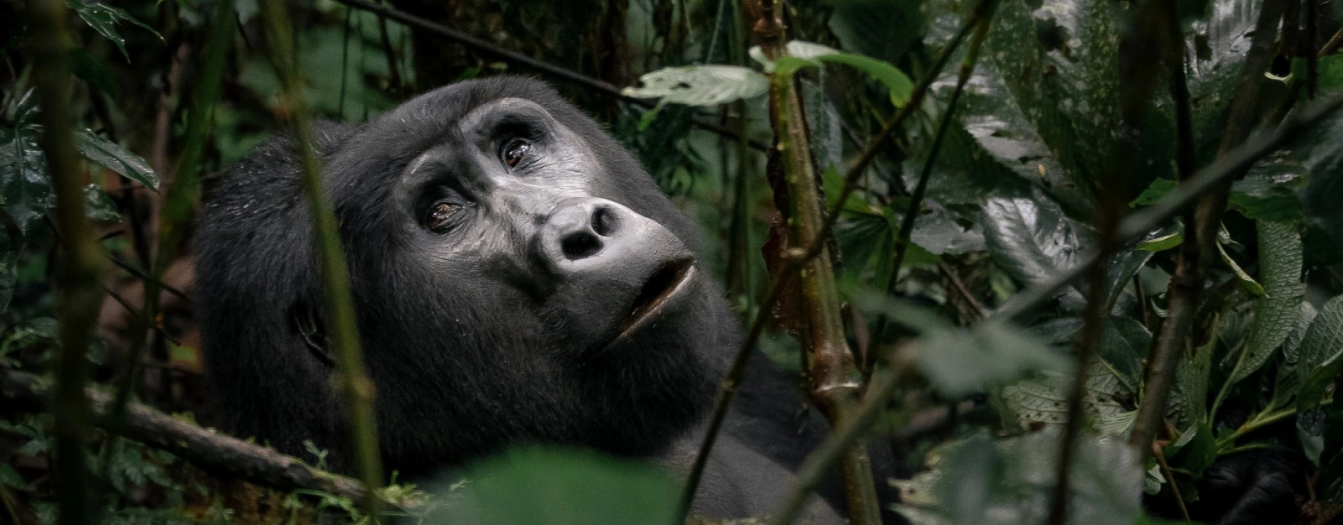 Safari Ouganda en octobre : météo, gorilles et animaux