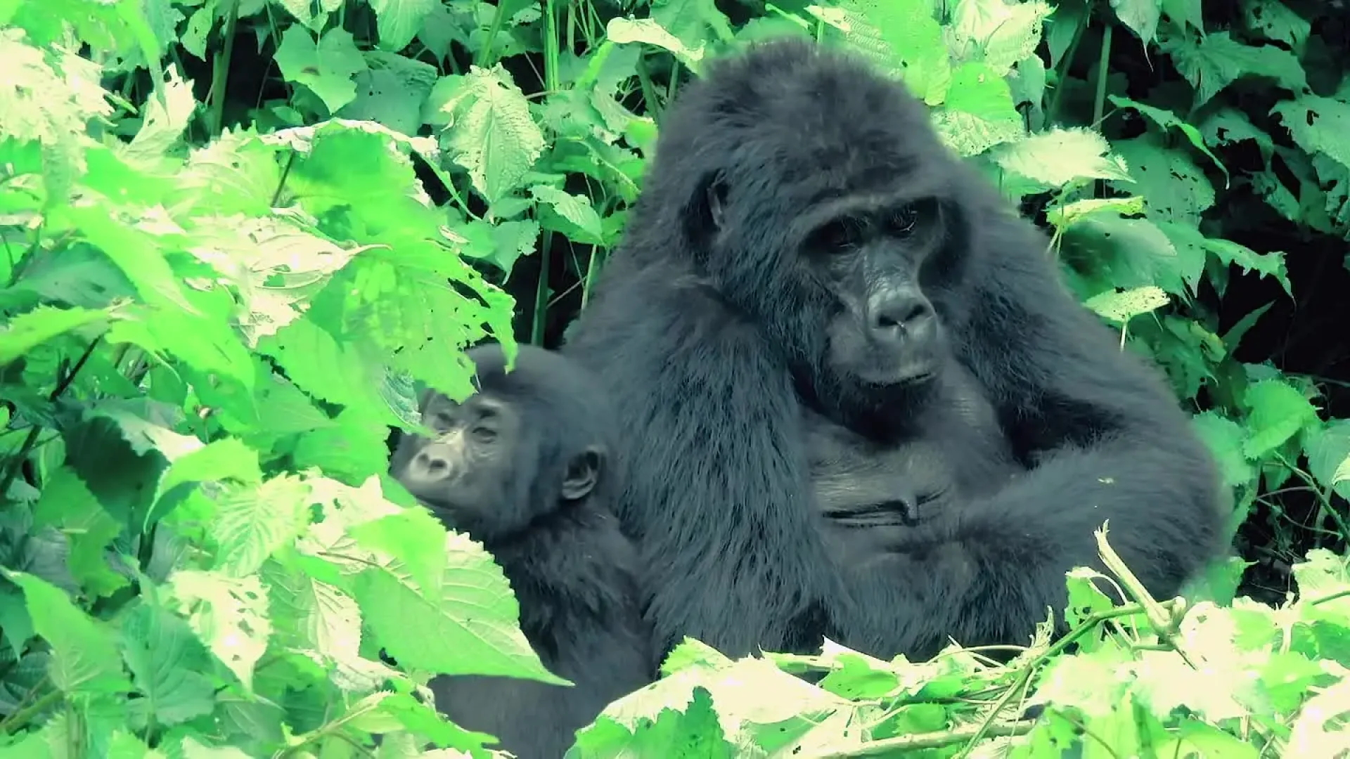 Safari Ouganda en septembre : météo, gorilles et animaux
