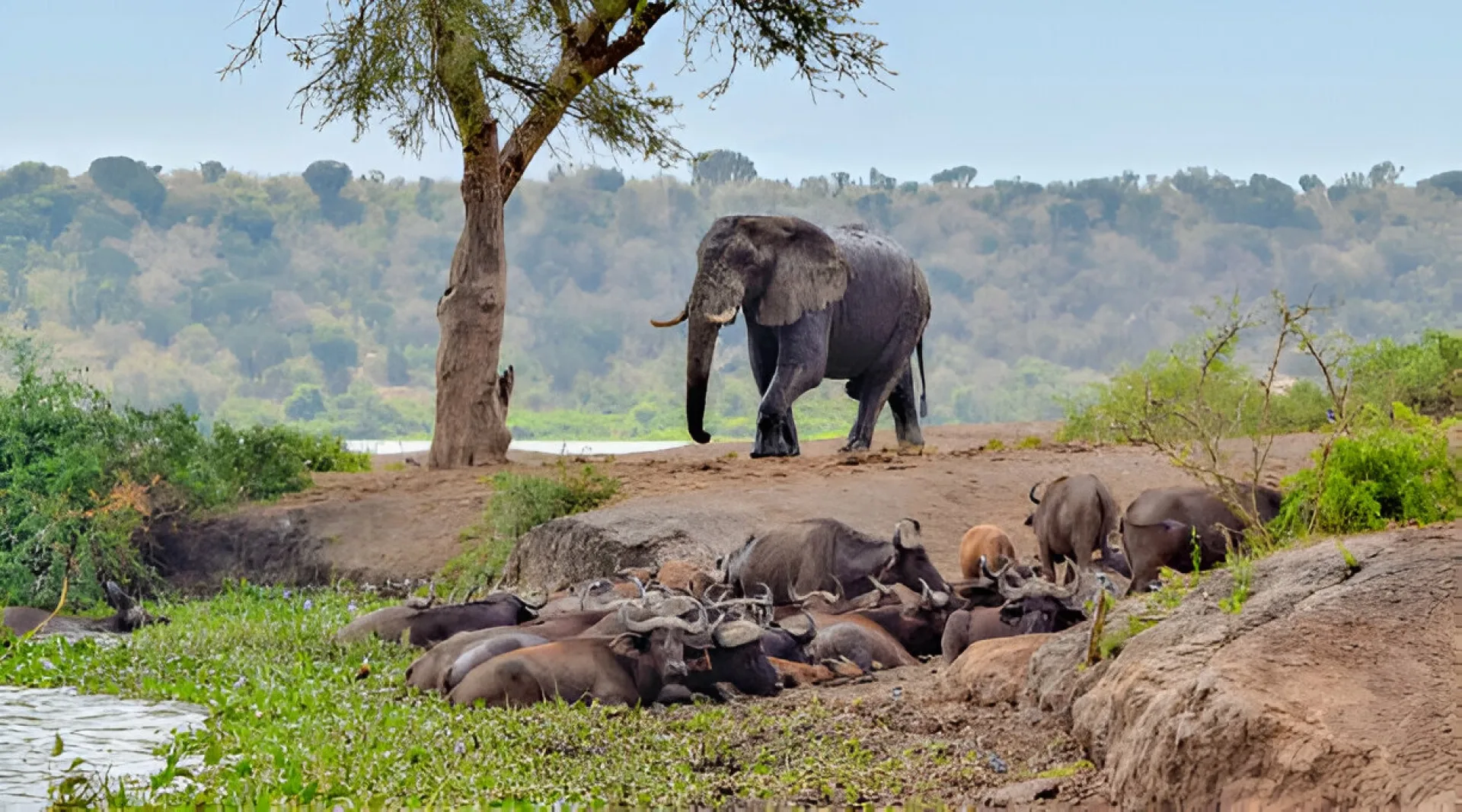 Safari Ouganda Noël : conseils et organisation