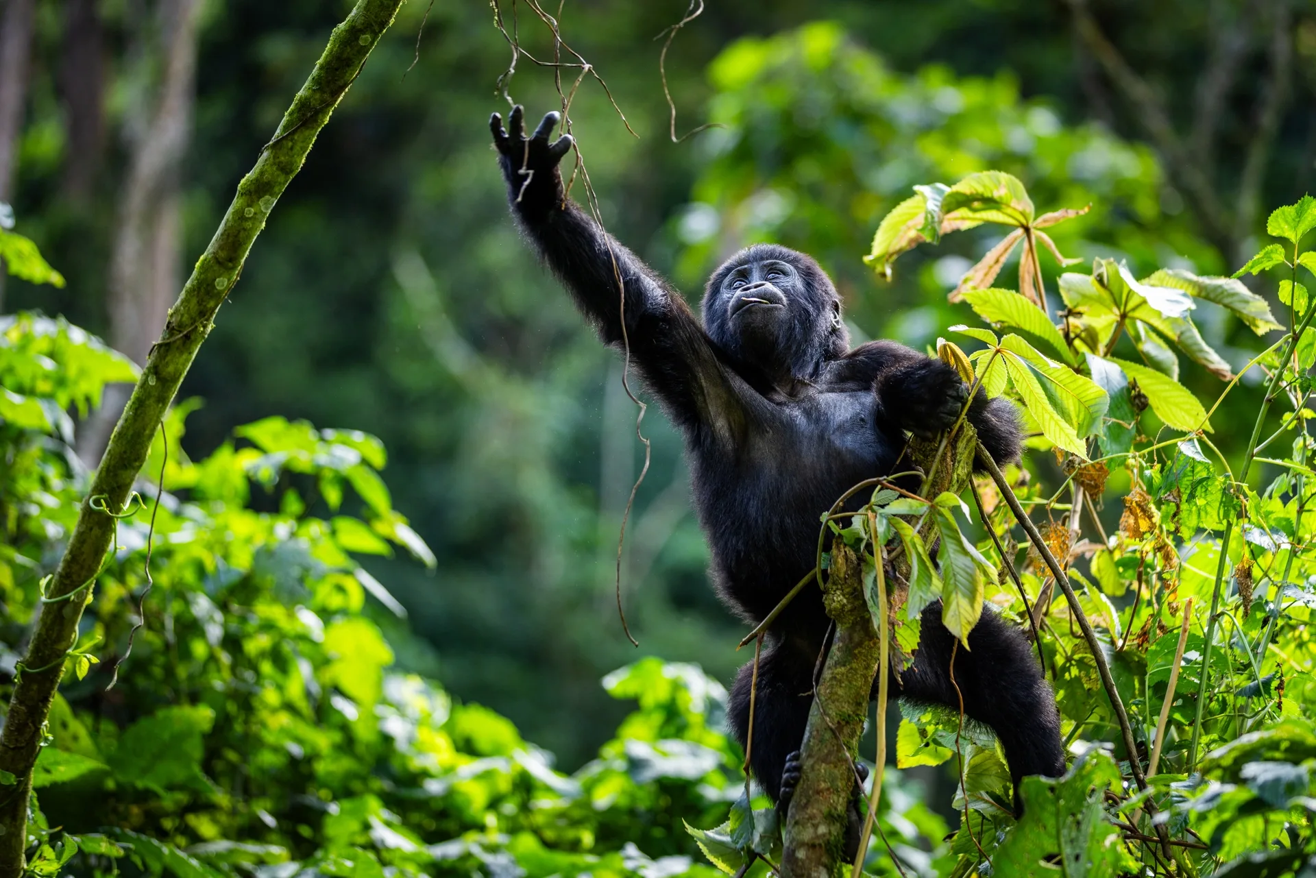 Safari Ouganda pourboires : conseils et organisation