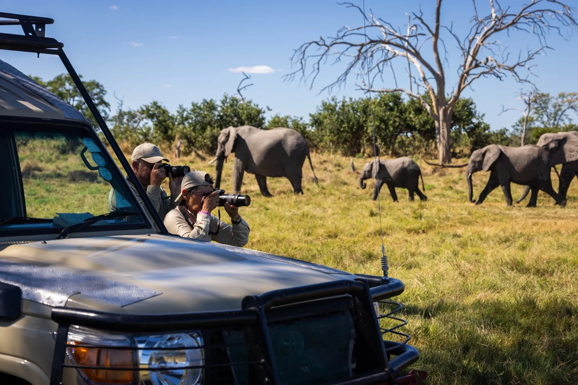 Safari Ouganda privé : conseils et organisation